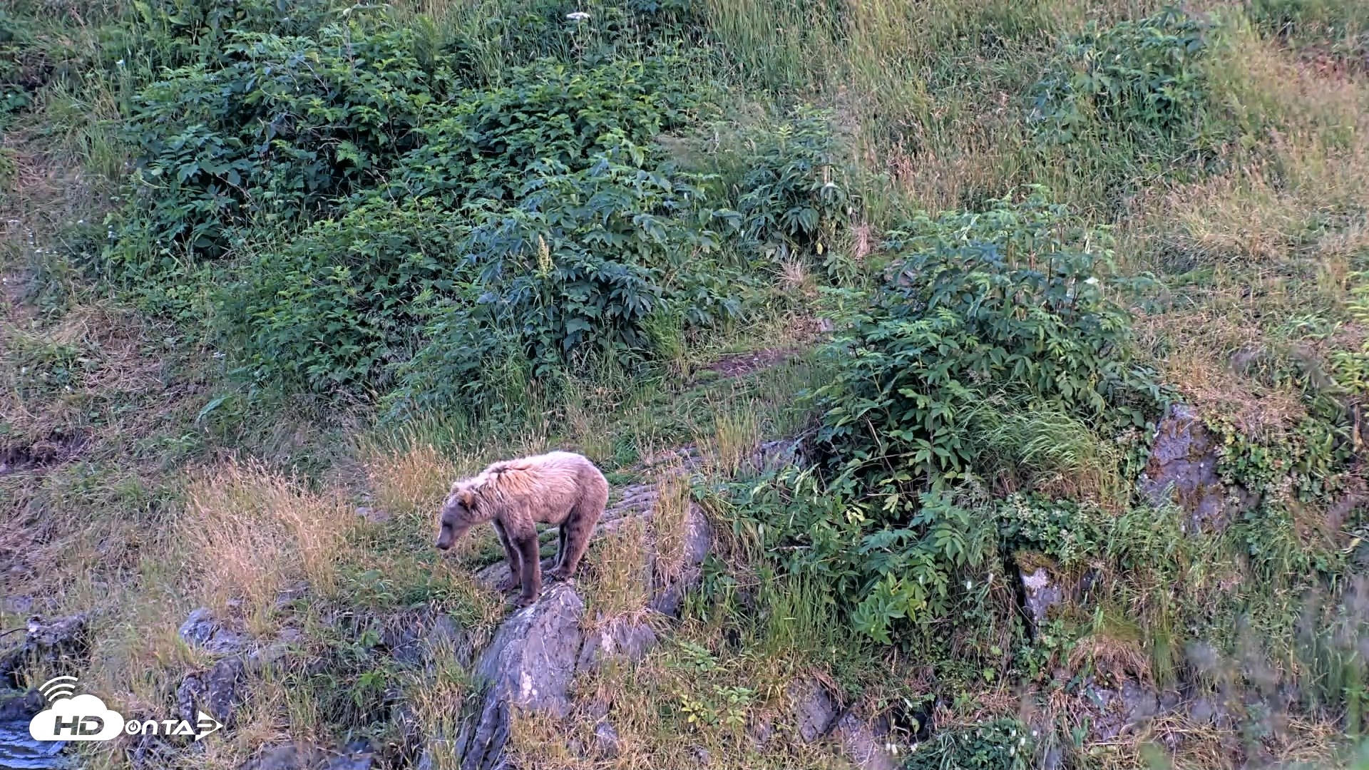 Snapshot of Kodiak Alaska Brown Bears Live Webcam taken Aug 8, 2026, 9:48pm AKDT