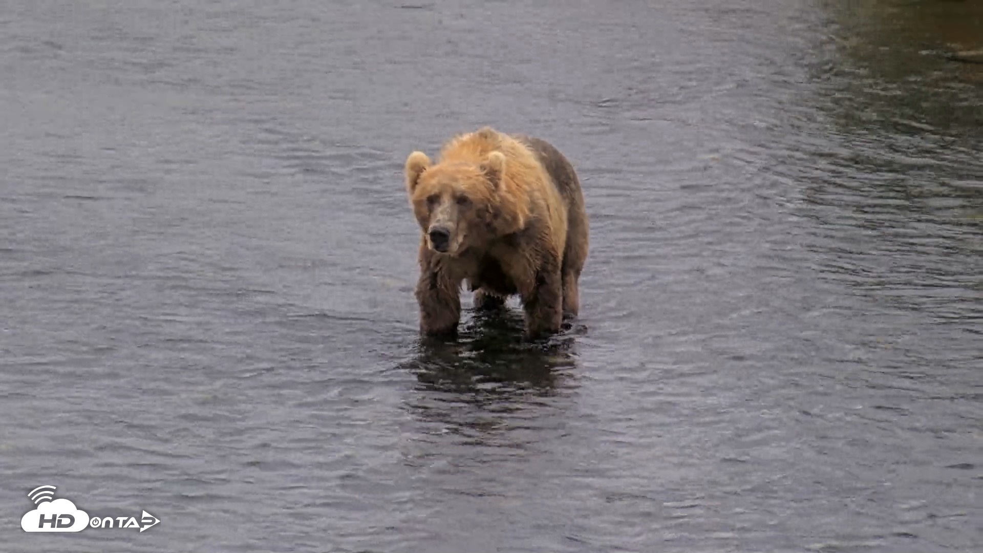 Snapshot of Kodiak Alaska Brown Bears Live Webcam taken Aug 12, 2026, 1:48pm AKDT