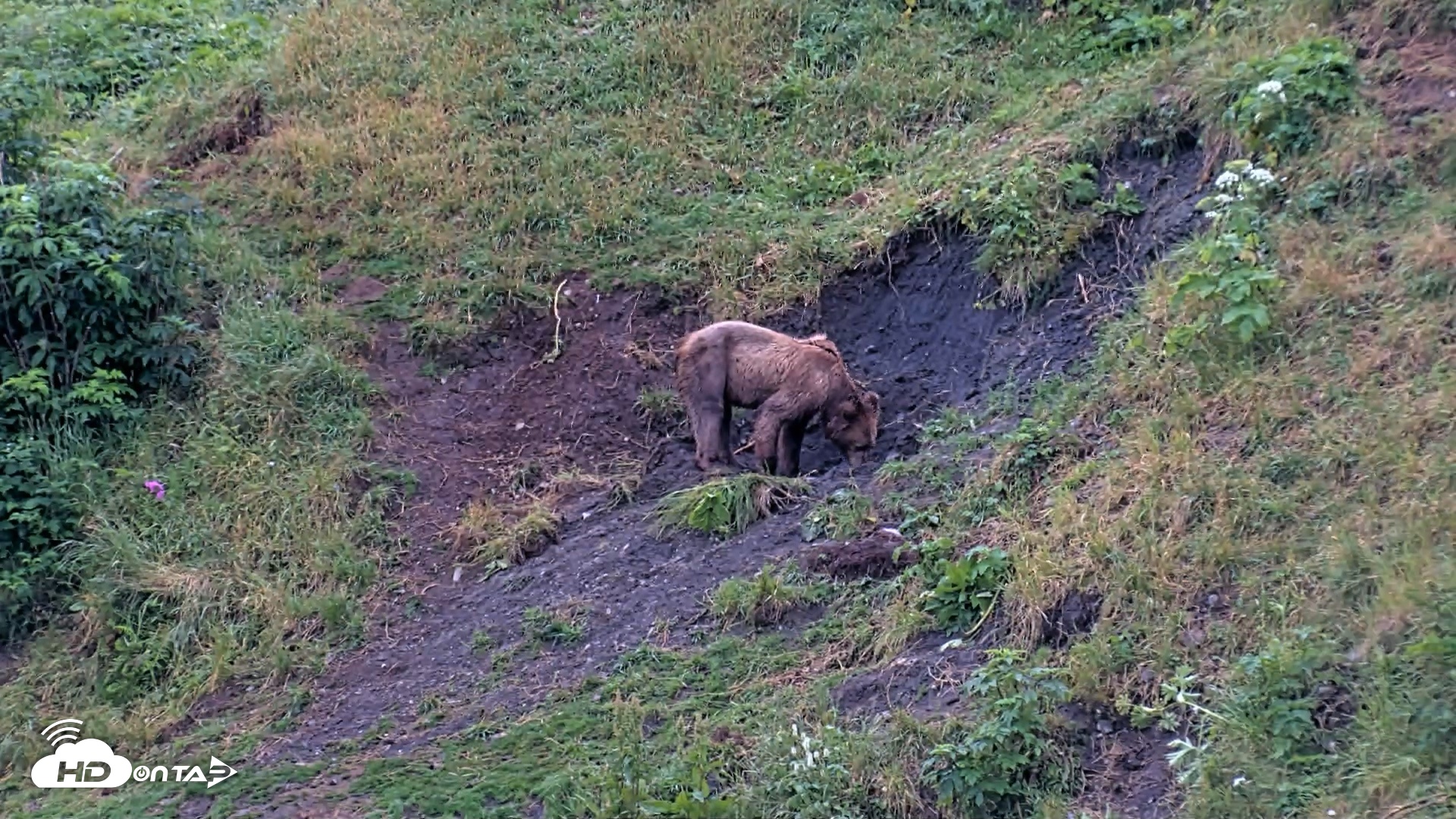 Snapshot of Kodiak Alaska Brown Bears Live Webcam taken Aug 7, 2026, 7:43am AKDT