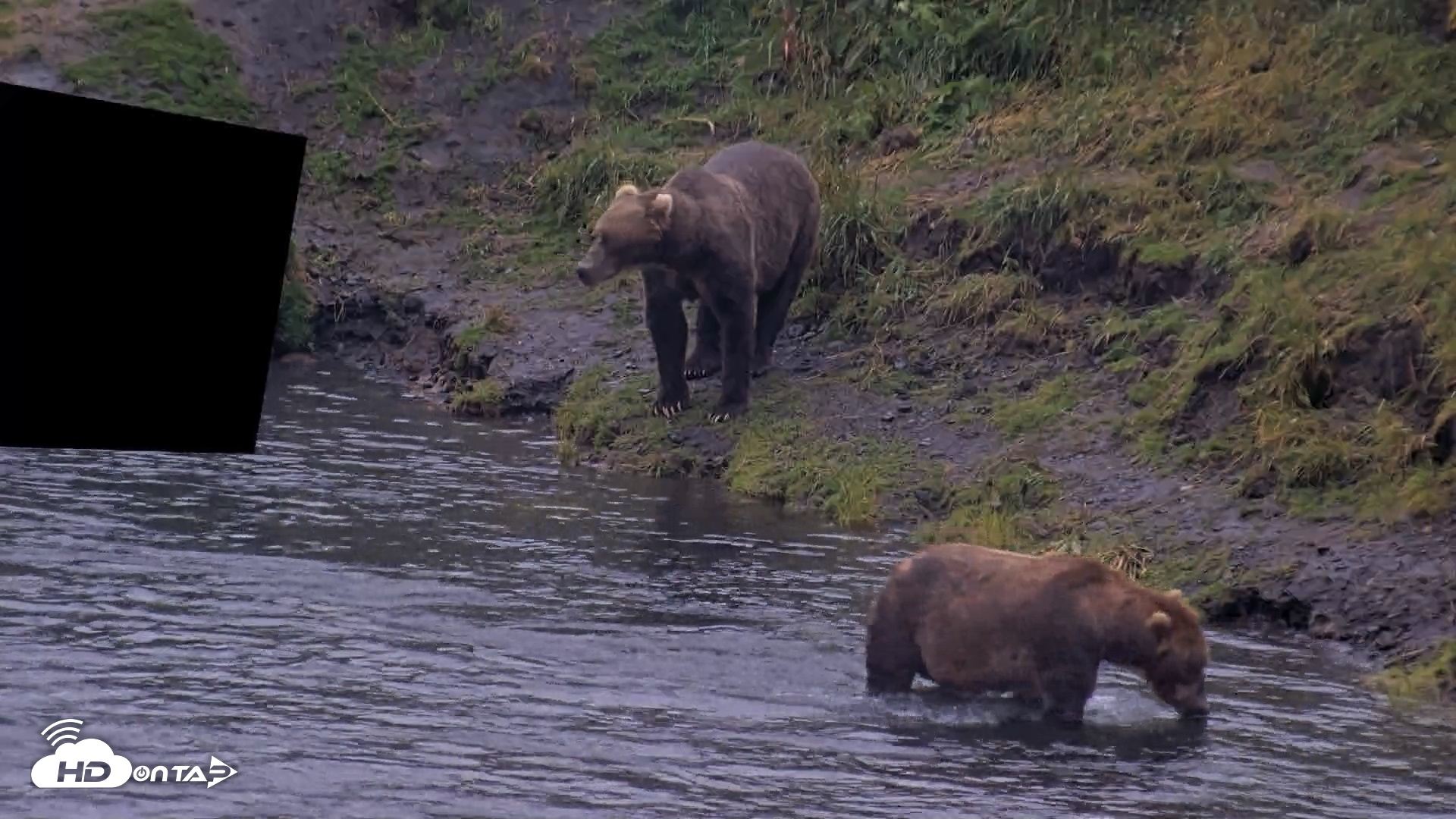 Snapshot of Kodiak Alaska Brown Bears Live Webcam taken Aug 4, 2026, 6:58am AKDT