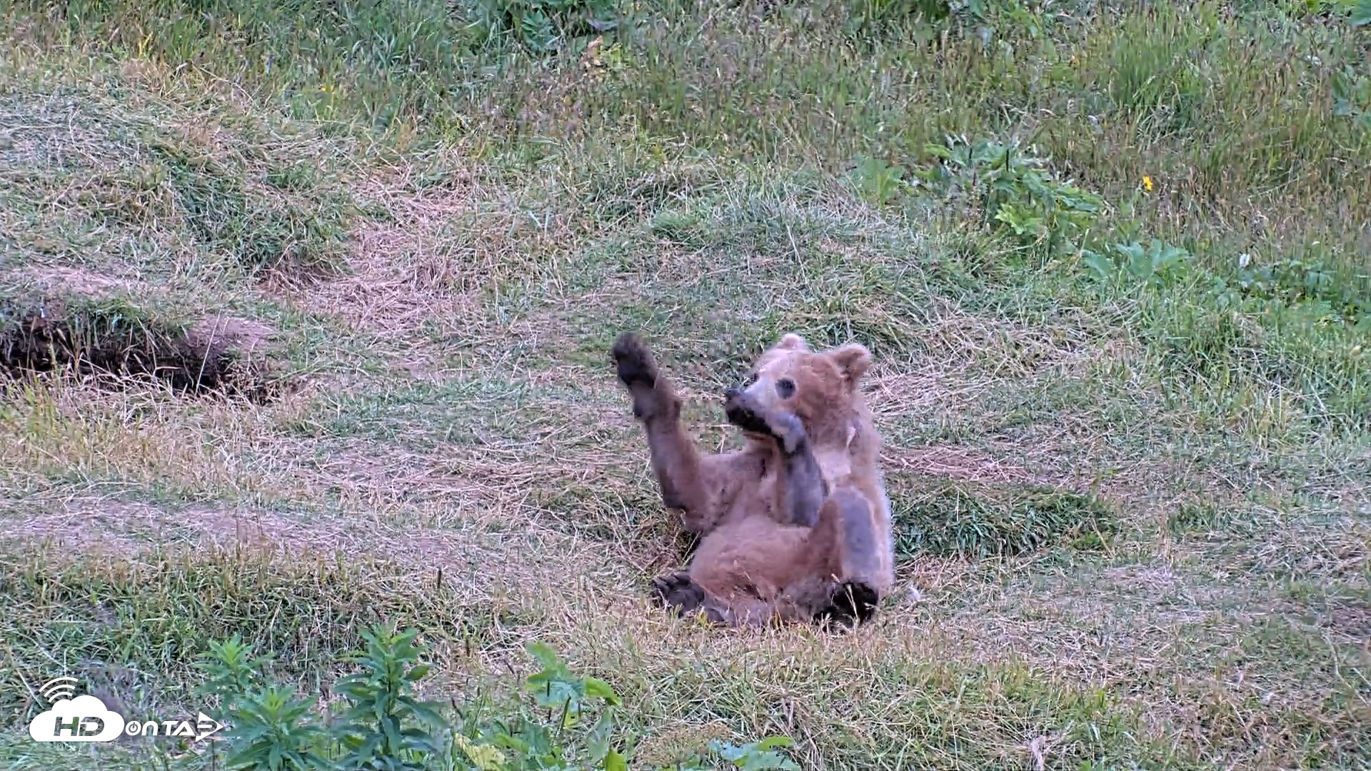 Snapshot of Kodiak Alaska Brown Bears Live Webcam taken Aug 3, 2026, 8:01pm AKDT