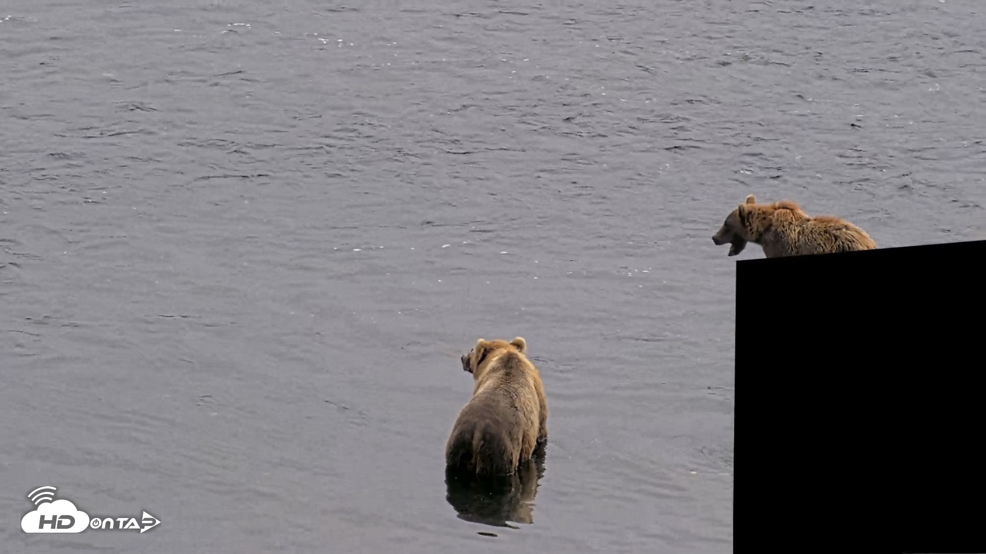 Snapshot of Kodiak Alaska Brown Bears Live Webcam taken Aug 9, 2026, 3:40pm AKDT
