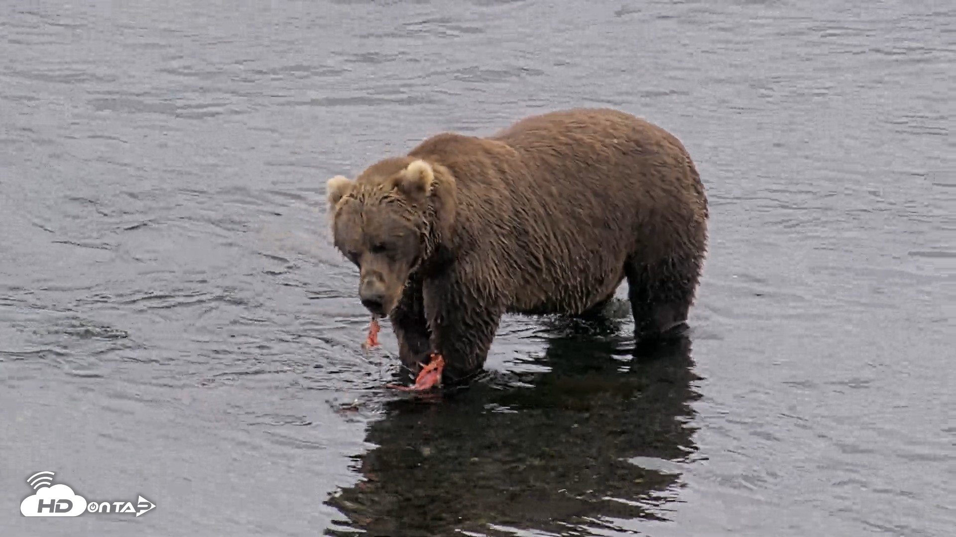 Snapshot of Kodiak Alaska Brown Bears Live Webcam taken Aug 18, 2026, 4:58pm AKDT
