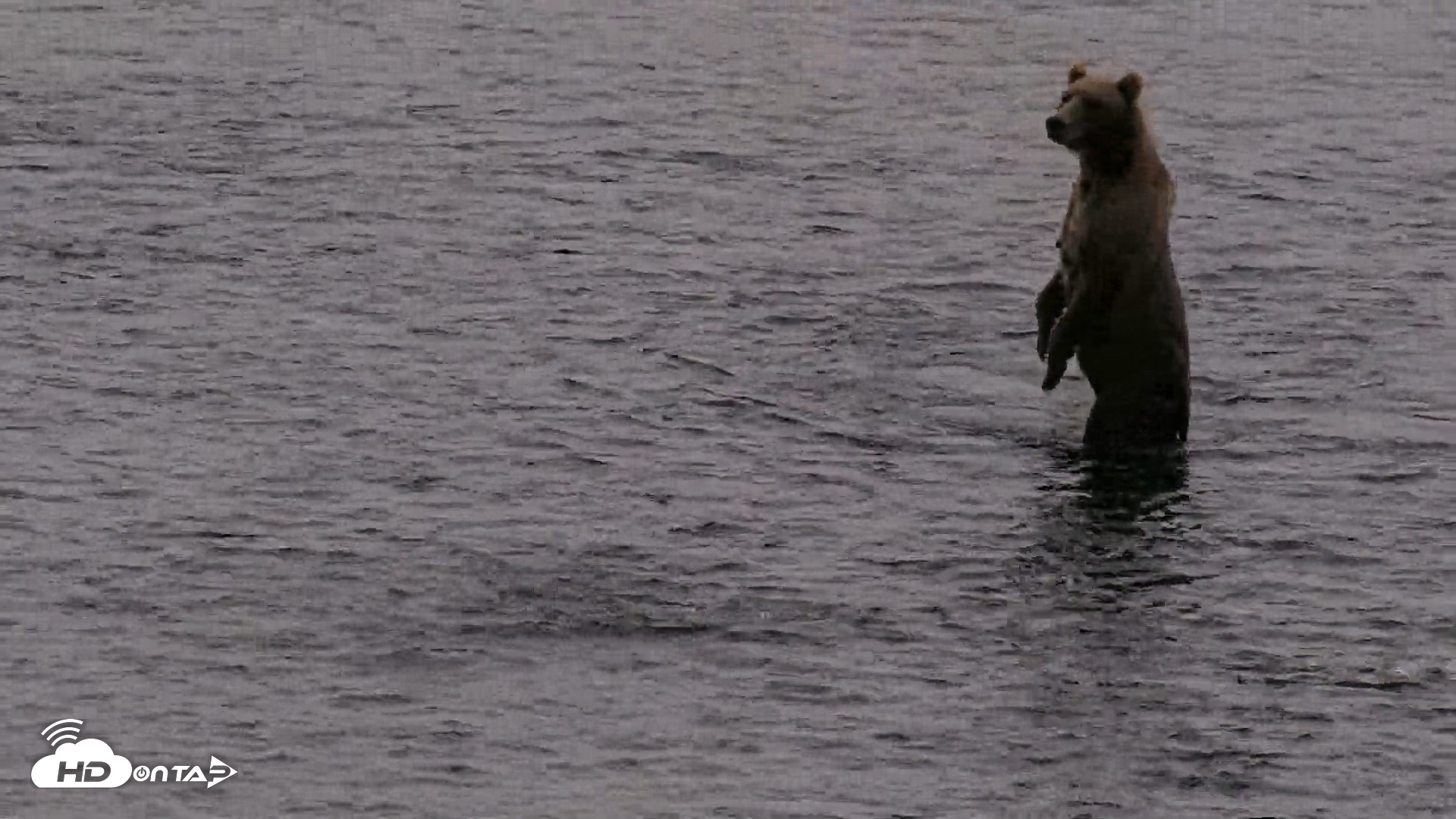 Snapshot of Kodiak Alaska Brown Bears Live Webcam taken Aug 18, 2026, 7:28am AKDT