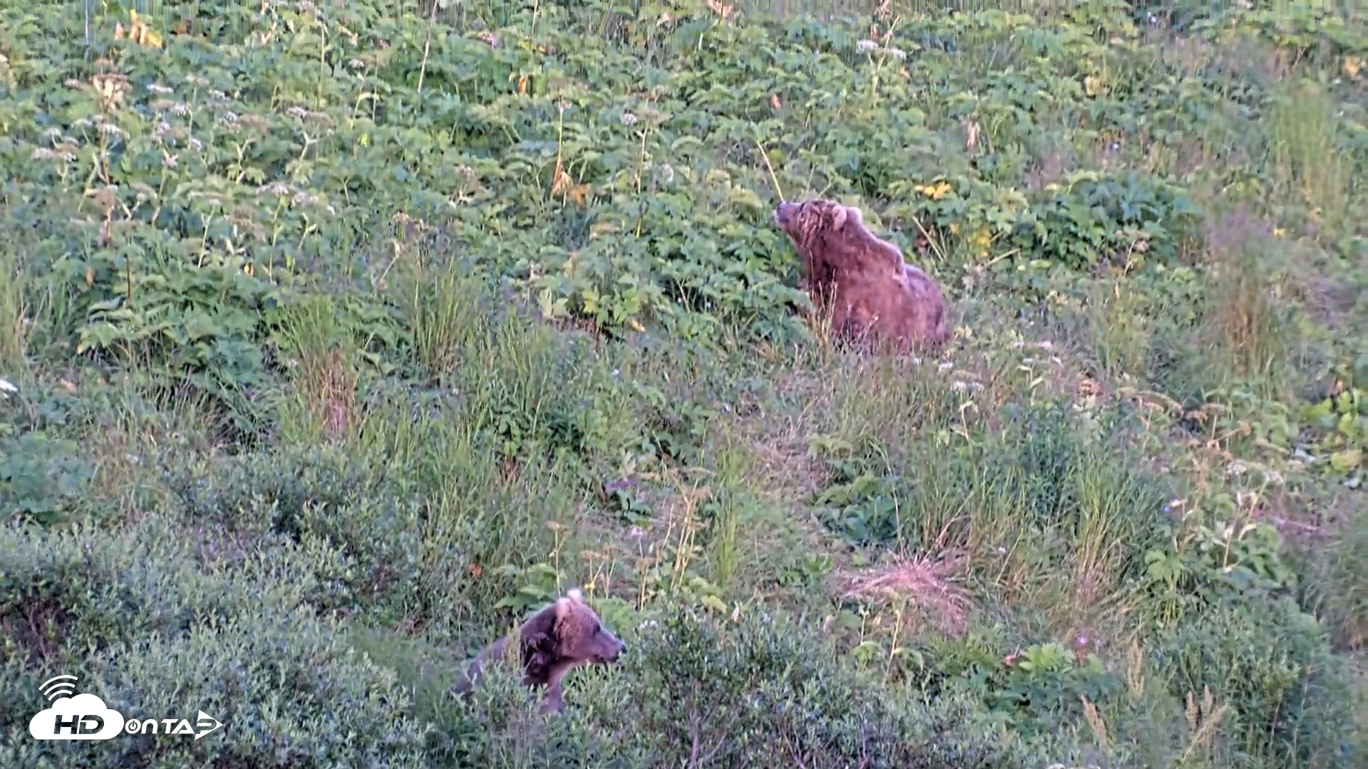 Snapshot of Kodiak Alaska Brown Bears Live Webcam taken Aug 1, 2026, 9:01pm AKDT