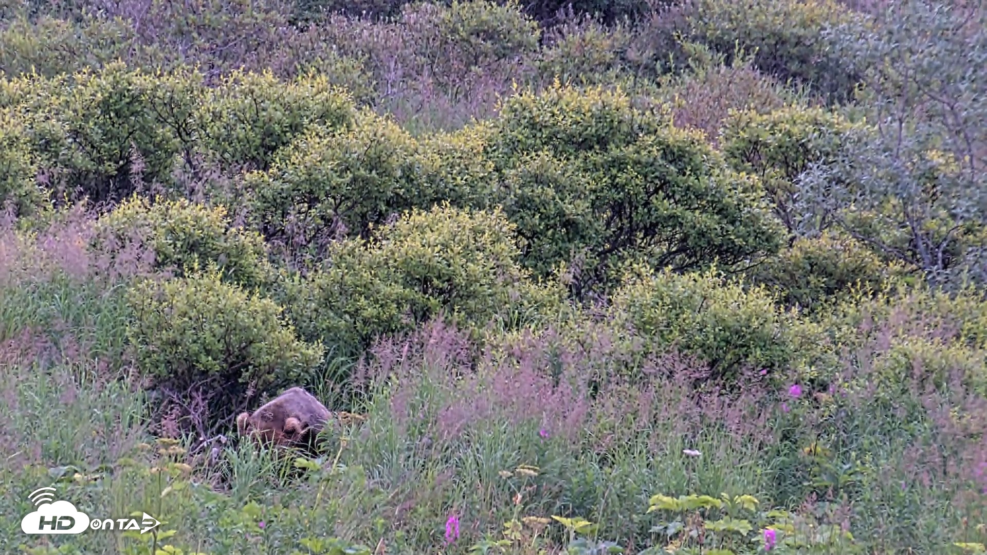 Snapshot of Kodiak Alaska Brown Bears Live Webcam taken Aug 11, 2026, 8:46am AKDT