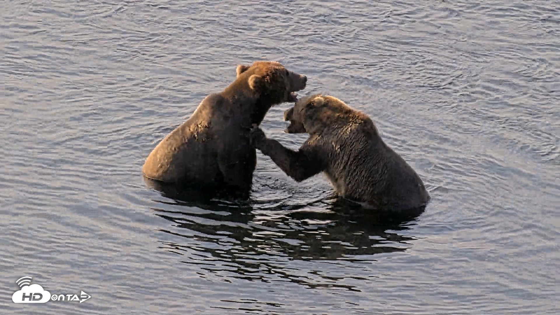 Snapshot of Kodiak Alaska Brown Bears Live Webcam taken Aug 8, 2026, 9:26am AKDT