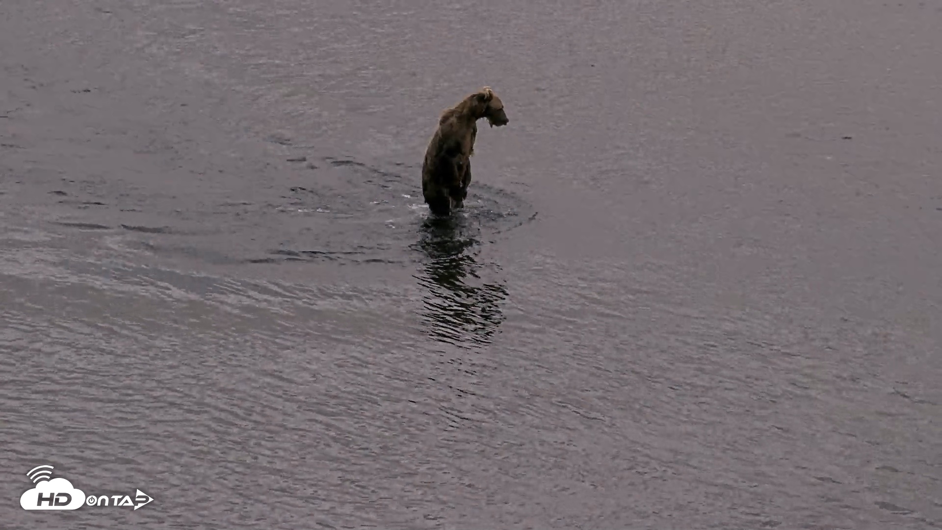 Snapshot of Kodiak Alaska Brown Bears Live Webcam taken Aug 20, 2026, 8:55pm AKDT