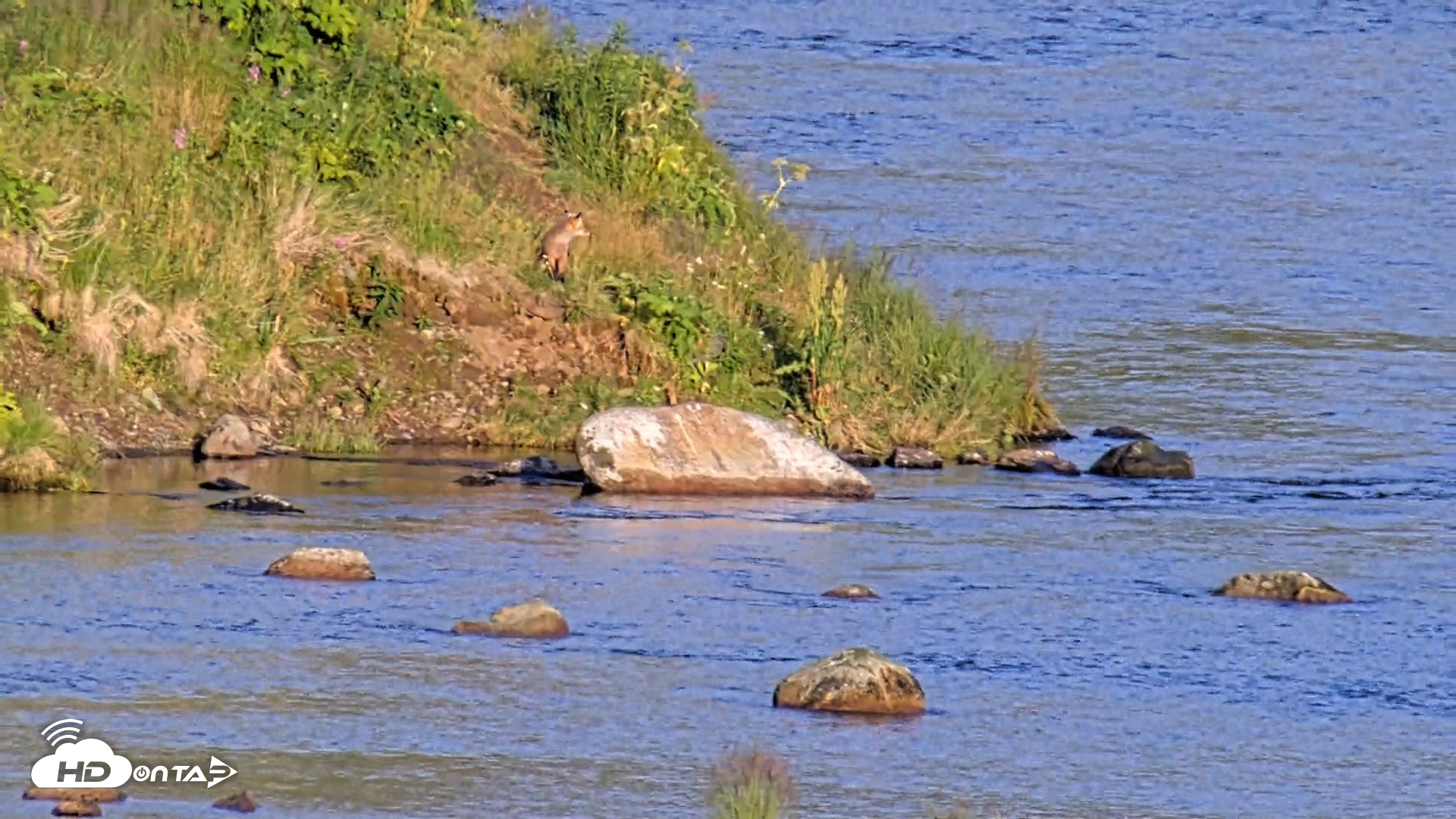 Snapshot of Kodiak Alaska Brown Bears Live Webcam taken Aug 11, 2026, 8:27pm AKDT