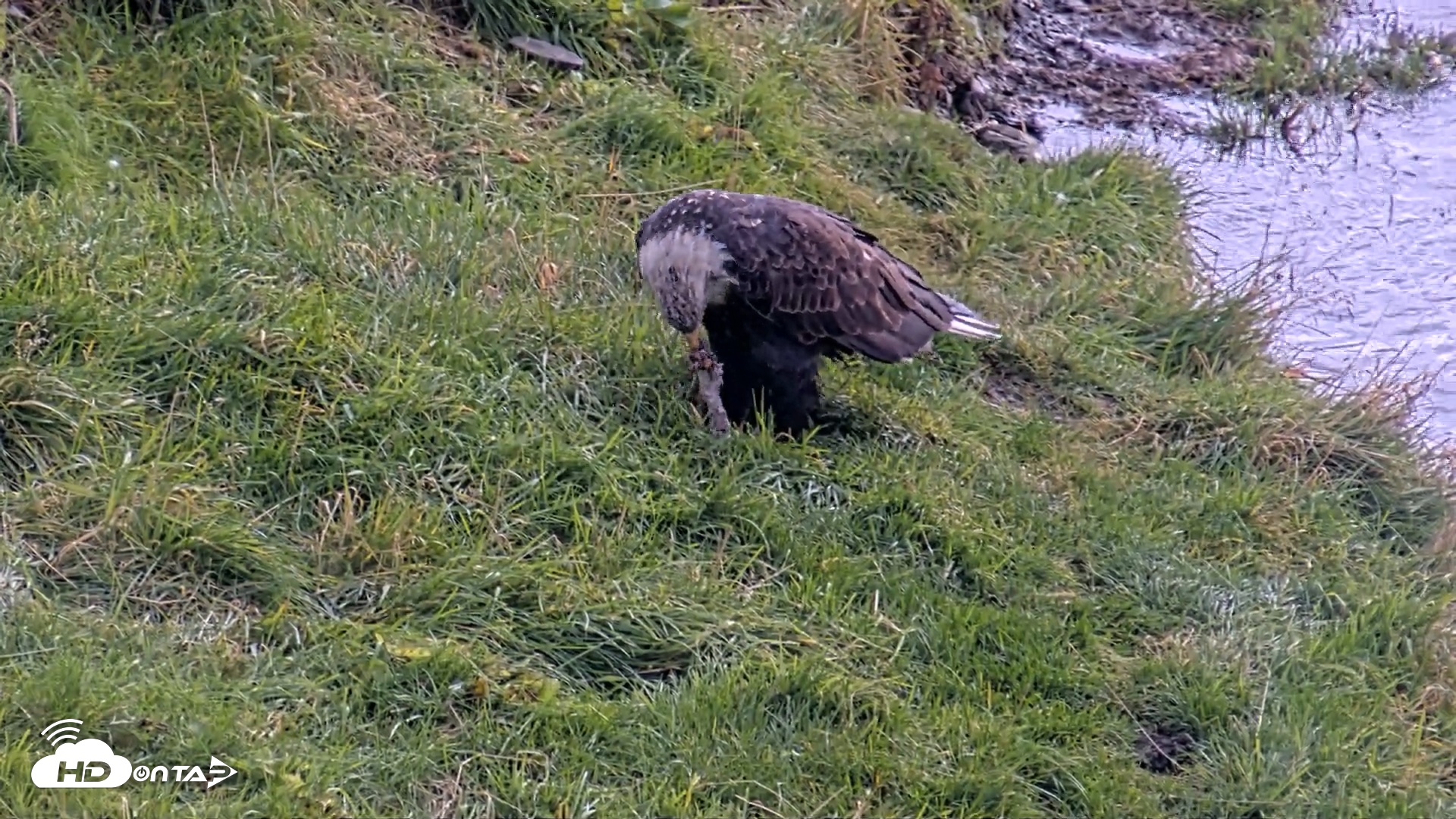 Snapshot of Kodiak Alaska Brown Bears Live Webcam taken Oct 8, 2026, 1:17pm AKDT