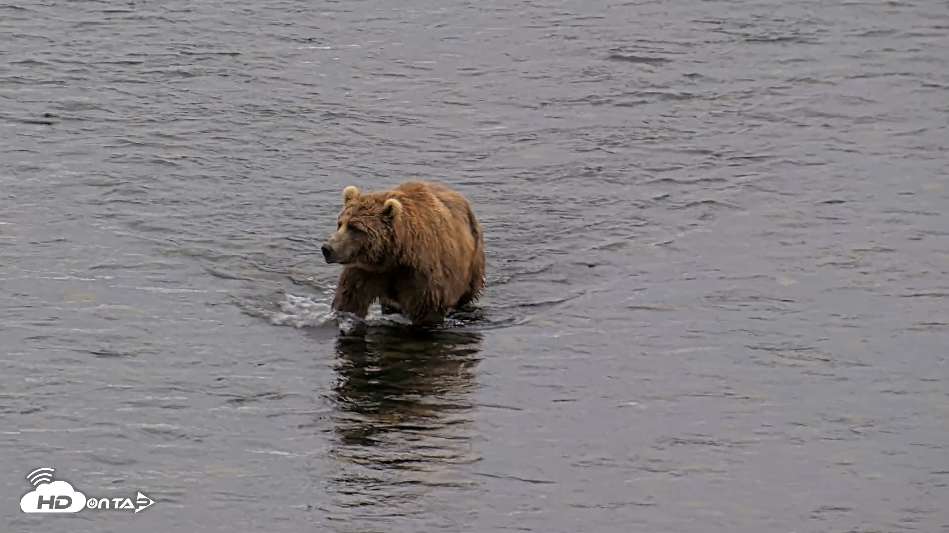 Snapshot of Kodiak Alaska Brown Bears Live Webcam taken Aug 5, 2026, 7:05am AKDT