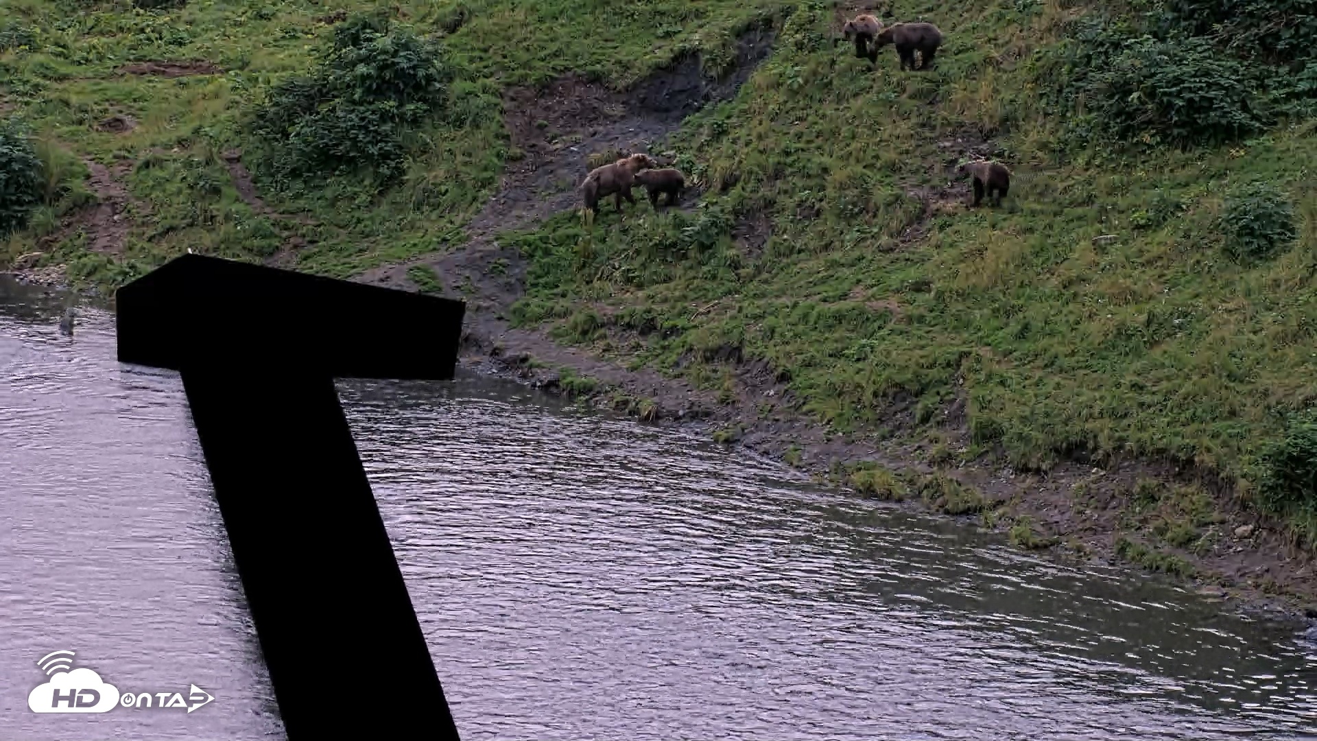 Snapshot of Kodiak Alaska Brown Bears Live Webcam taken Aug 20, 2026, 9:21pm AKDT