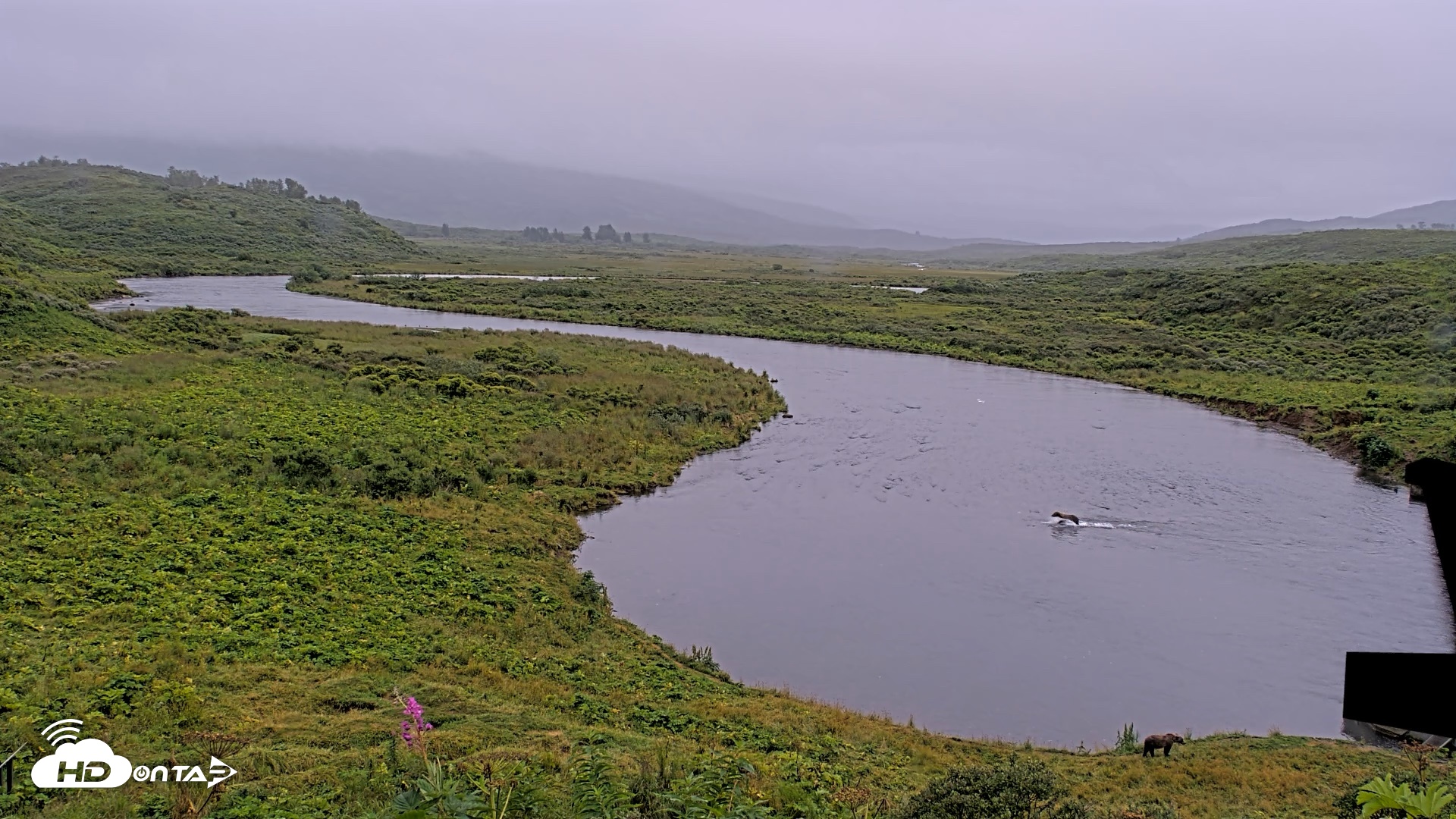 Snapshot of Kodiak Alaska Brown Bears Live Webcam taken Aug 17, 2026, 8:41pm AKDT