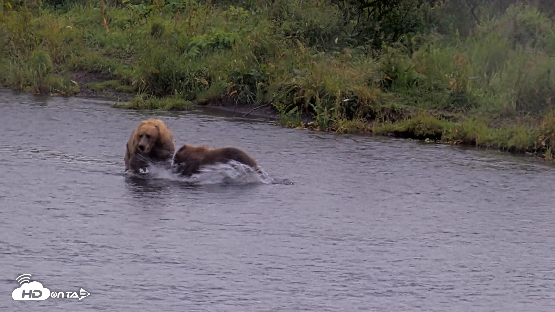 Snapshot of Kodiak Alaska Brown Bears Live Webcam taken Aug 14, 2026, 11:20am AKDT
