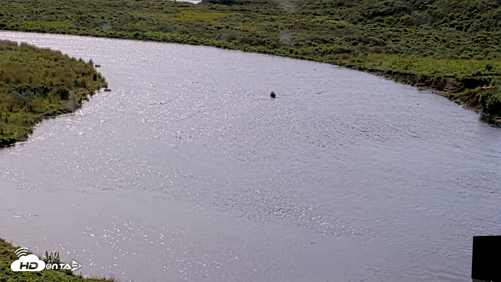 Snapshot of Kodiak Alaska Brown Bears Live Webcam taken Aug 18, 2026, 11:53am AKDT