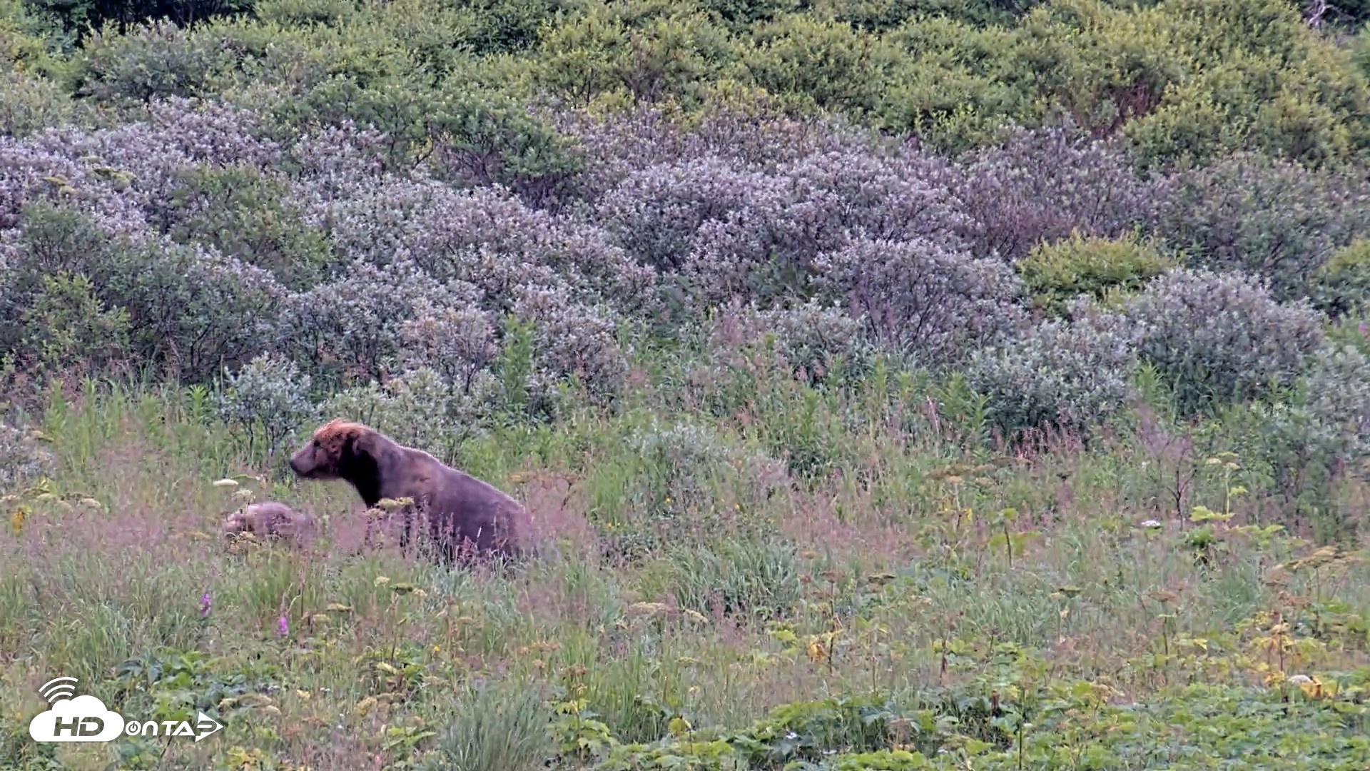 Snapshot of Kodiak Alaska Brown Bears Live Webcam taken Aug 10, 2026, 7:30pm AKDT