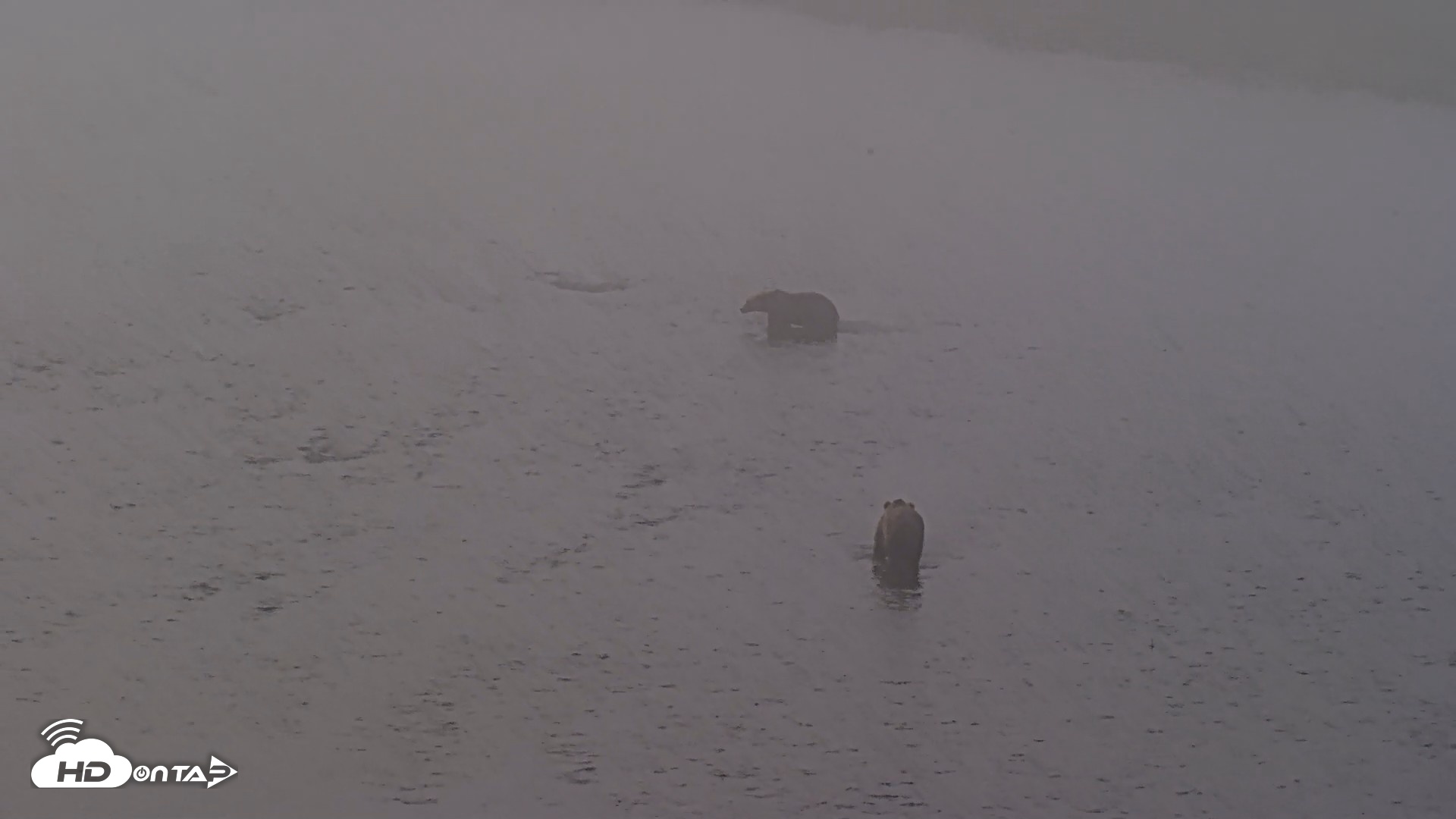 Snapshot of Kodiak Alaska Brown Bears Live Webcam taken Aug 8, 2026, 7:56am AKDT
