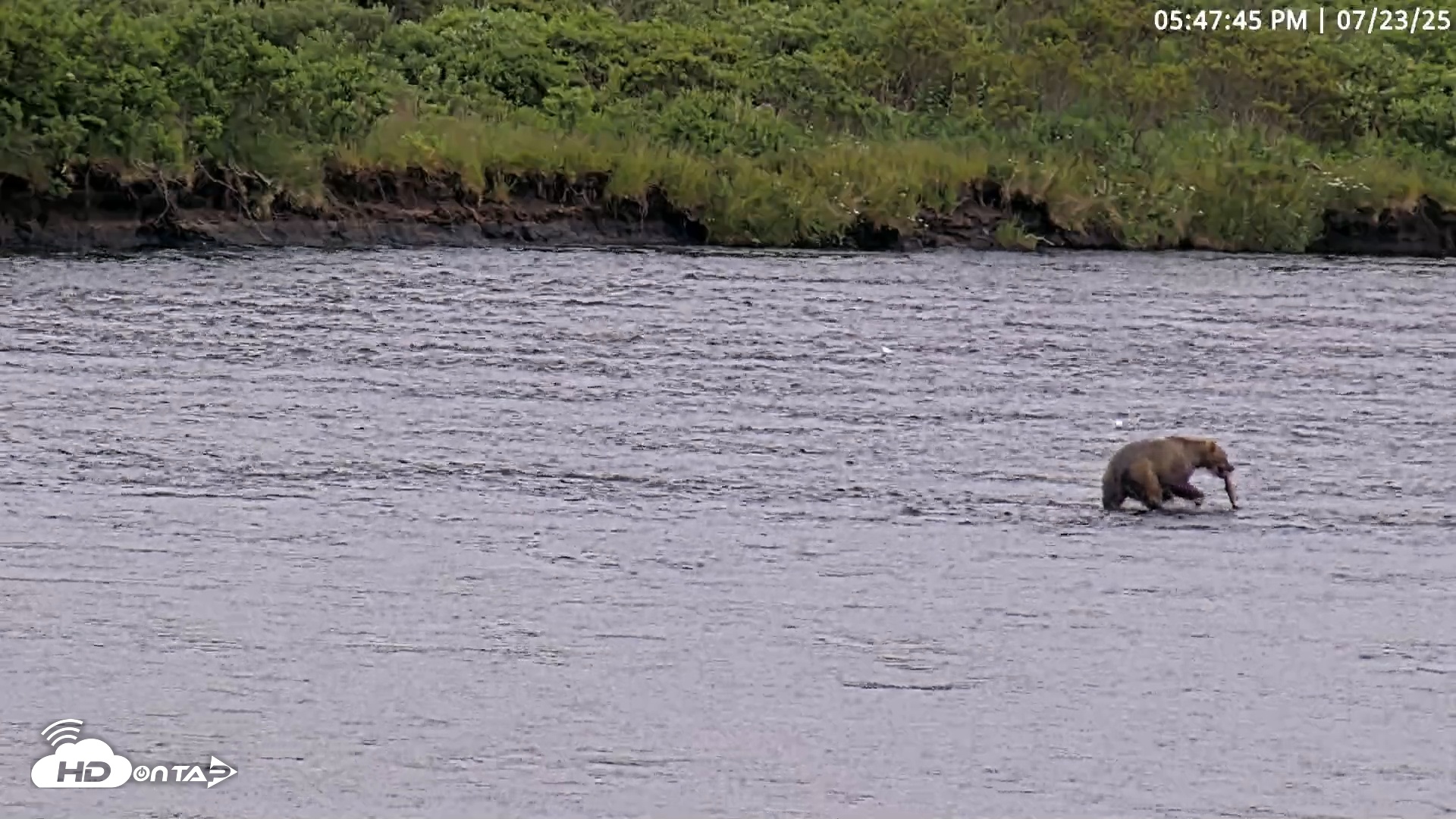 Snapshot of Kodiak Alaska Brown Bears Live Webcam taken Jul 23, 2025, 5:48pm AKDT