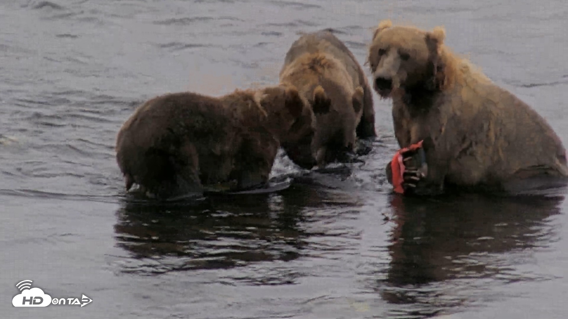 Snapshot of Kodiak Alaska Brown Bears Live Webcam taken Aug 18, 2026, 7:43am AKDT