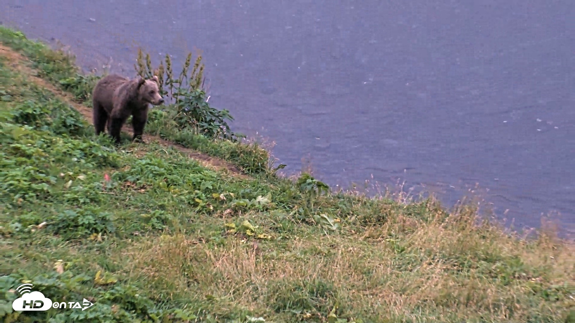 Snapshot of Kodiak Alaska Brown Bears Live Webcam taken Aug 21, 2026, 9:30pm AKDT