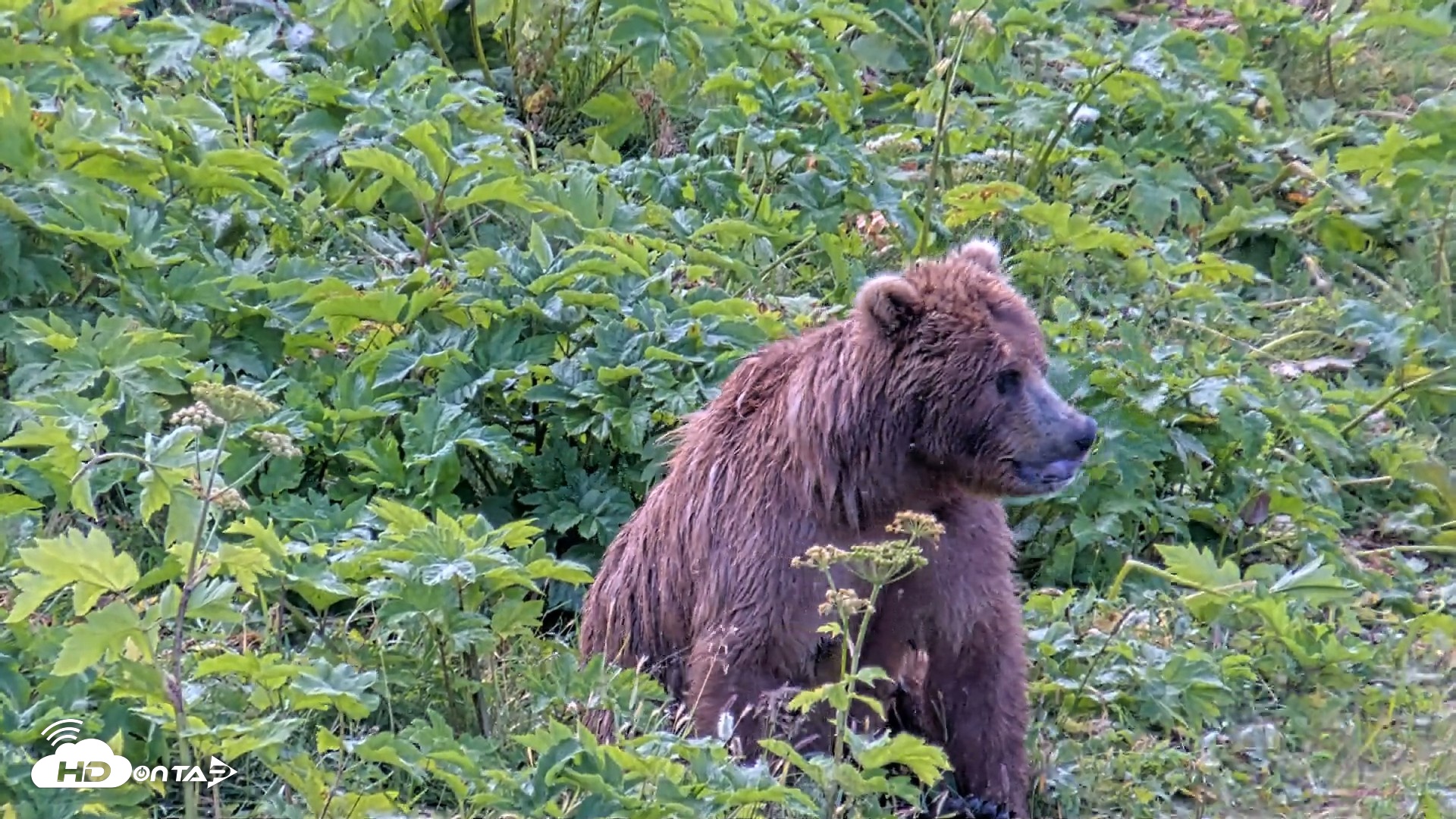 Snapshot of Kodiak Alaska Brown Bears Live Webcam taken Aug 2, 2026, 9:03am AKDT