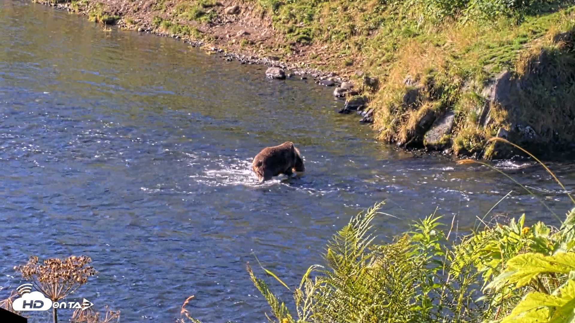 Snapshot of Kodiak Alaska Brown Bears Live Webcam taken Aug 23, 2026, 10:02am AKDT