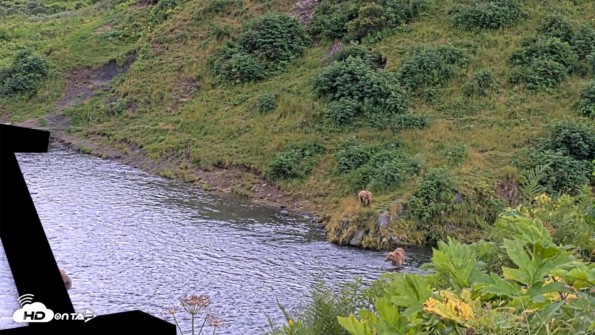 Snapshot of Kodiak Alaska Brown Bears Live Webcam taken Aug 14, 2026, 4:22pm AKDT