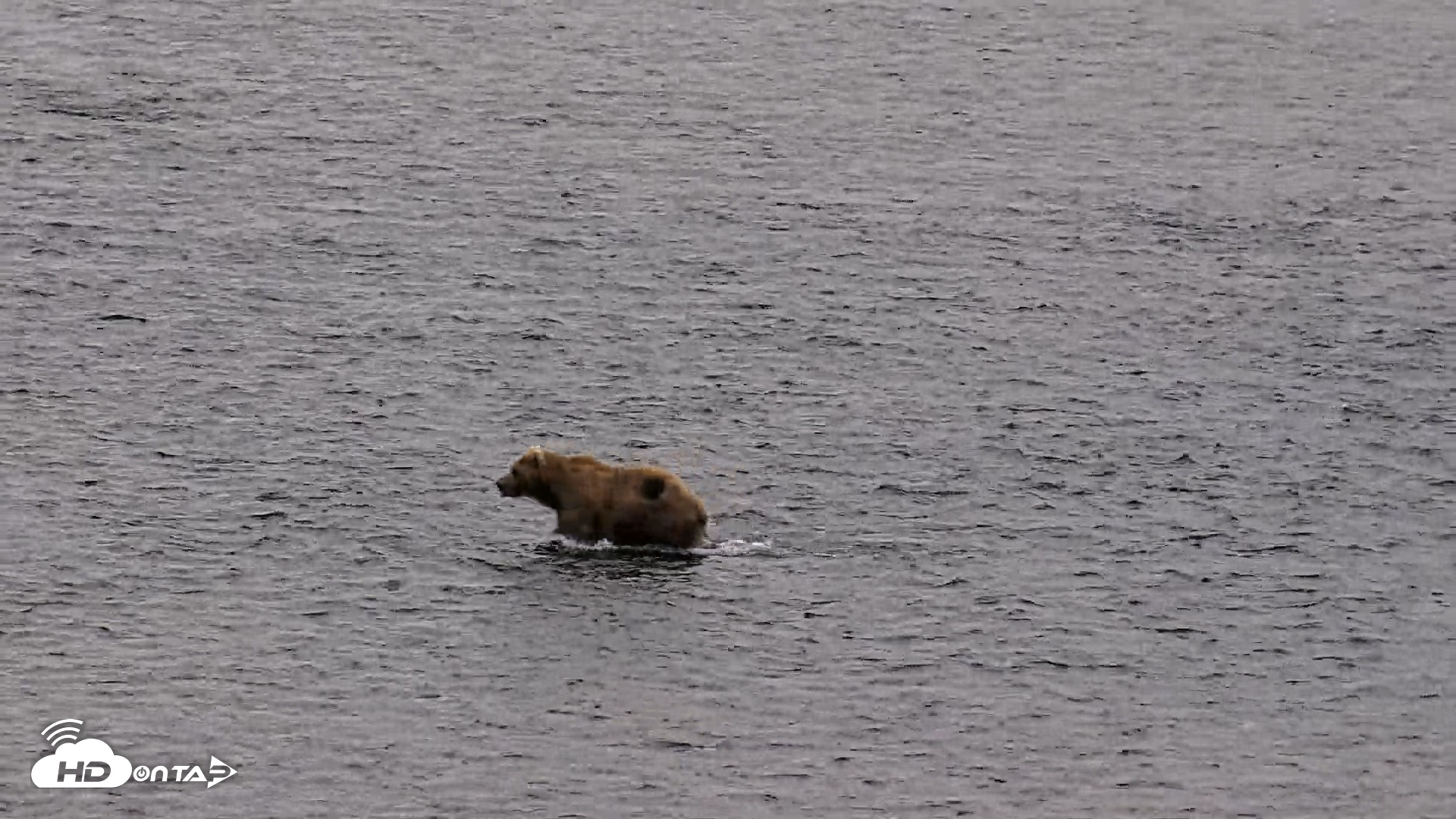 Snapshot of Kodiak Alaska Brown Bears Live Webcam taken Aug 3, 2026, 6:29am AKDT