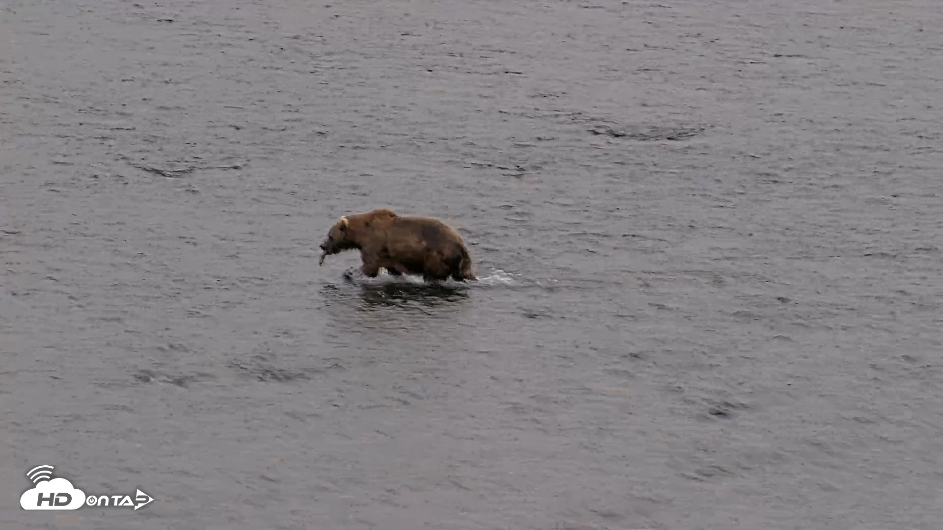 Snapshot of Kodiak Alaska Brown Bears Live Webcam taken Aug 9, 2026, 9:35pm AKDT
