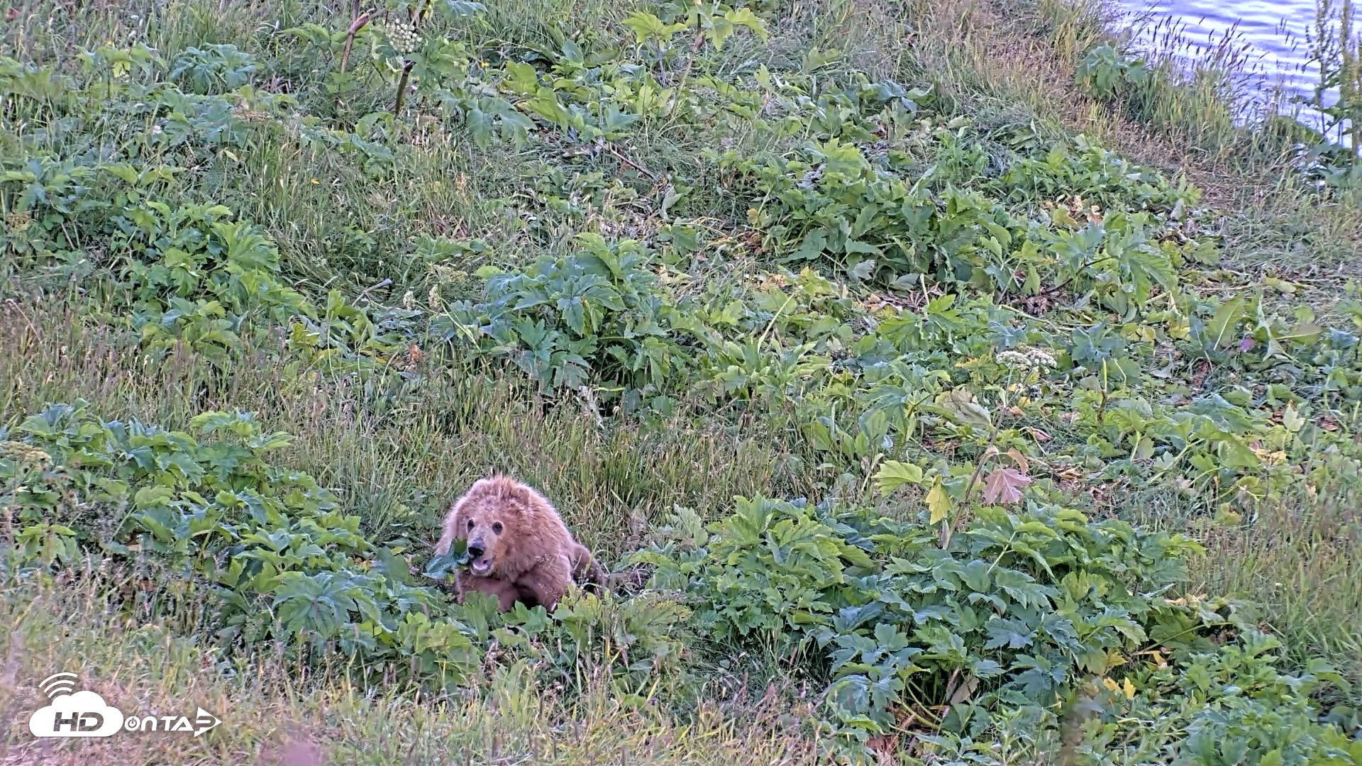 Snapshot of Kodiak Alaska Brown Bears Live Webcam taken Jul 30, 2026, 9:14pm AKDT