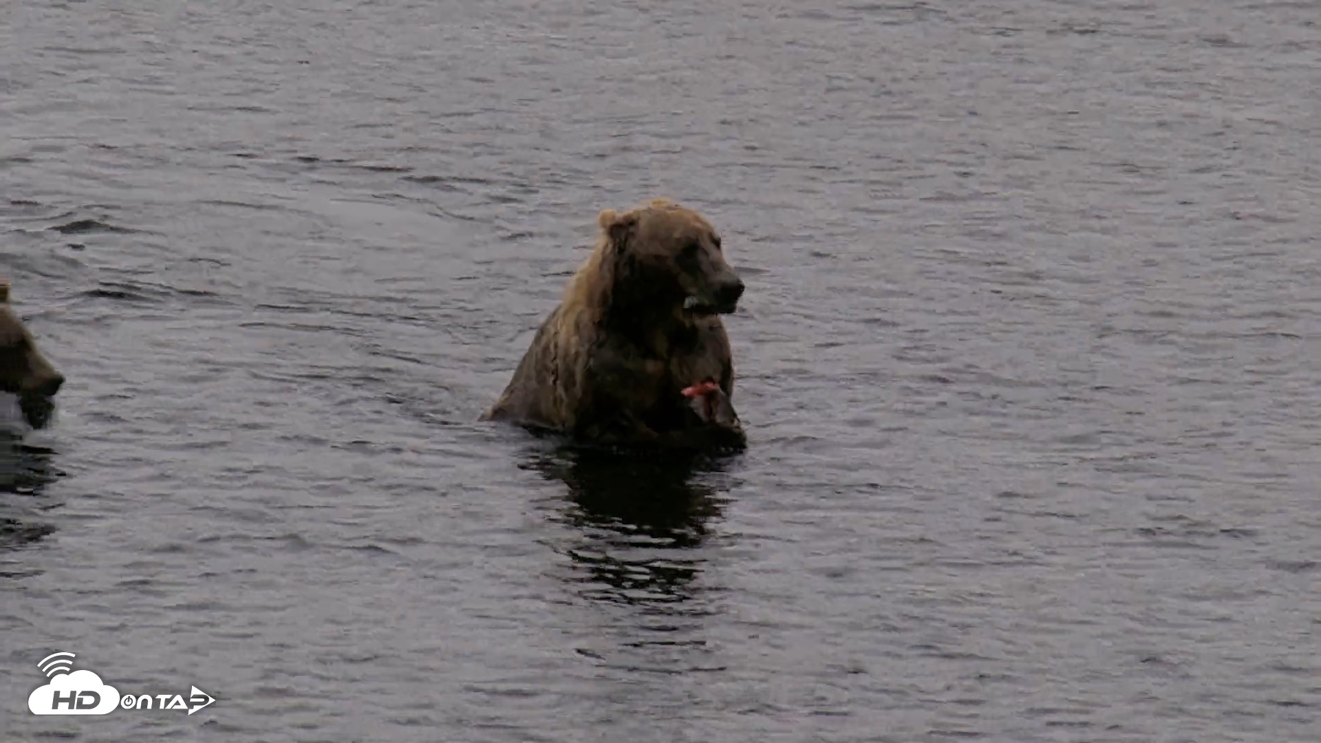 Snapshot of Kodiak Alaska Brown Bears Live Webcam taken Aug 18, 2026, 7:30am AKDT
