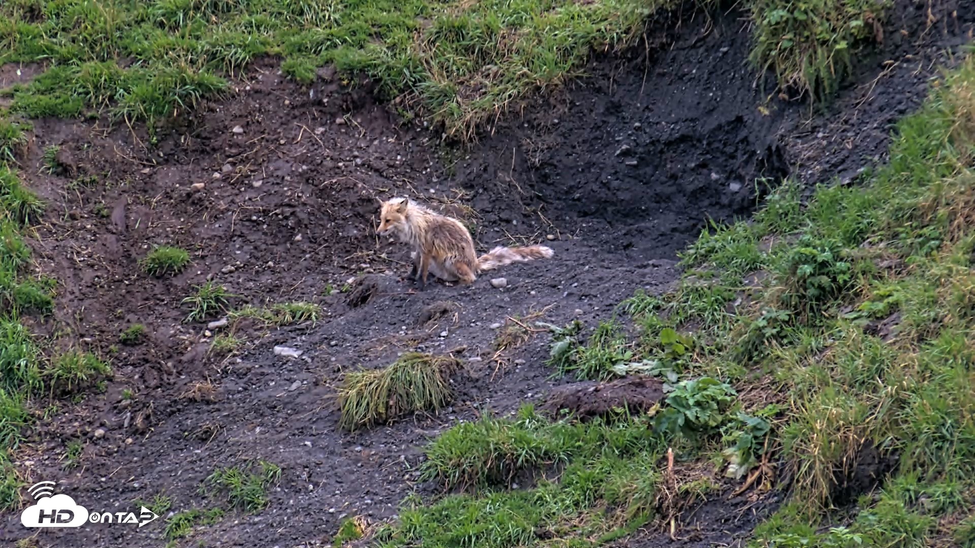 Snapshot of Kodiak Alaska Brown Bears Live Webcam taken Aug 20, 2026, 8:13pm AKDT