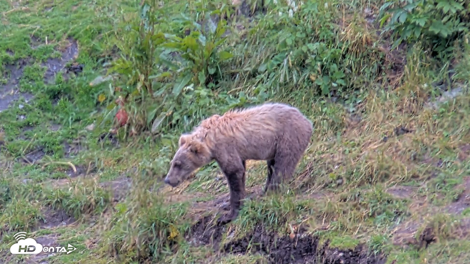 Snapshot of Kodiak Alaska Brown Bears Live Webcam taken Aug 4, 2026, 12:57pm AKDT
