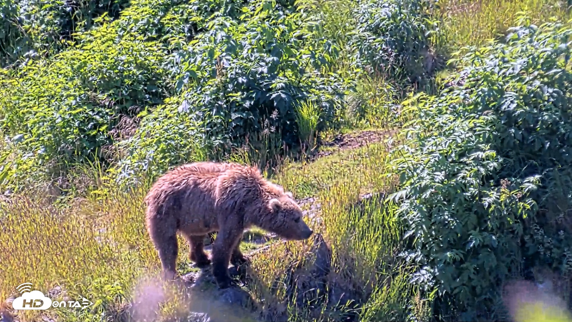 Snapshot of Kodiak Alaska Brown Bears Live Webcam taken Jul 26, 2026, 12:36pm AKDT
