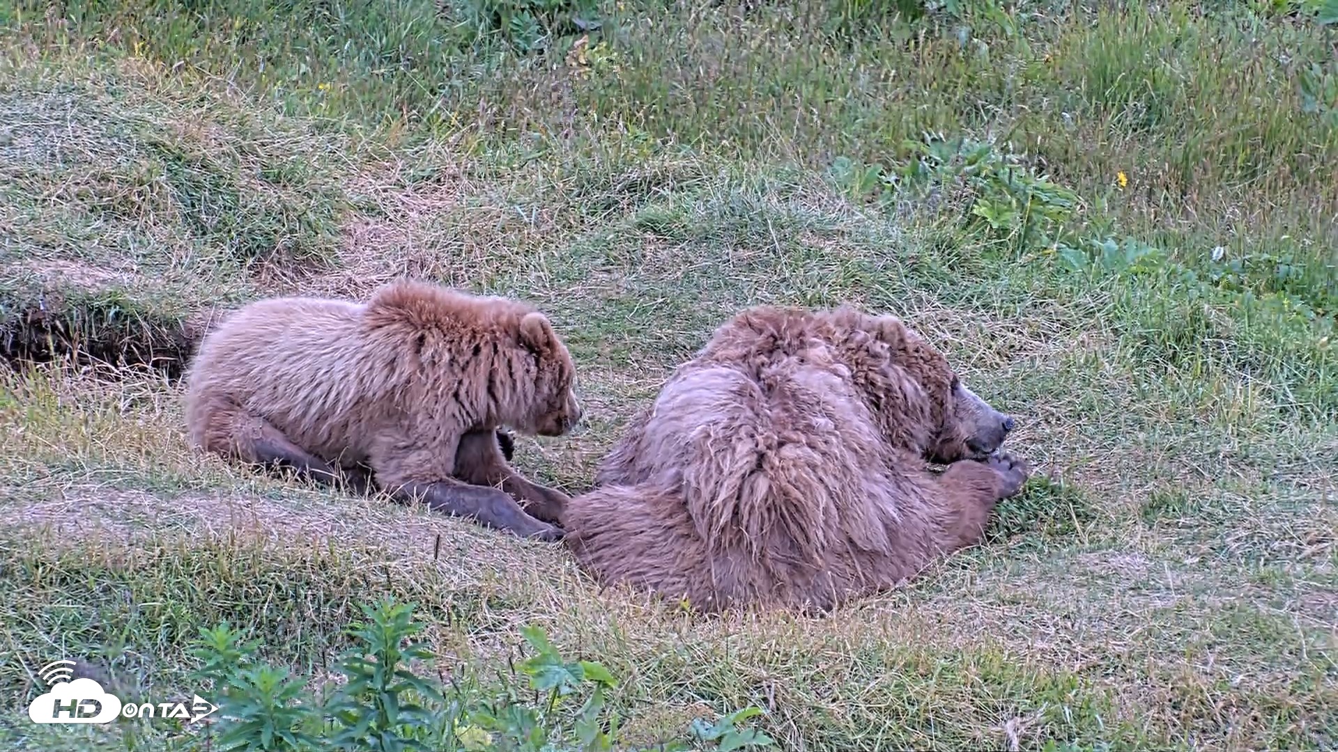 Snapshot of Kodiak Alaska Brown Bears Live Webcam taken Aug 3, 2026, 8:00pm AKDT