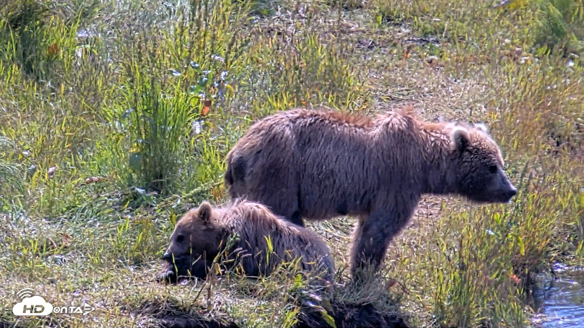 Snapshot of Kodiak Alaska Brown Bears Live Webcam taken Aug 1, 2026, 12:02pm AKDT