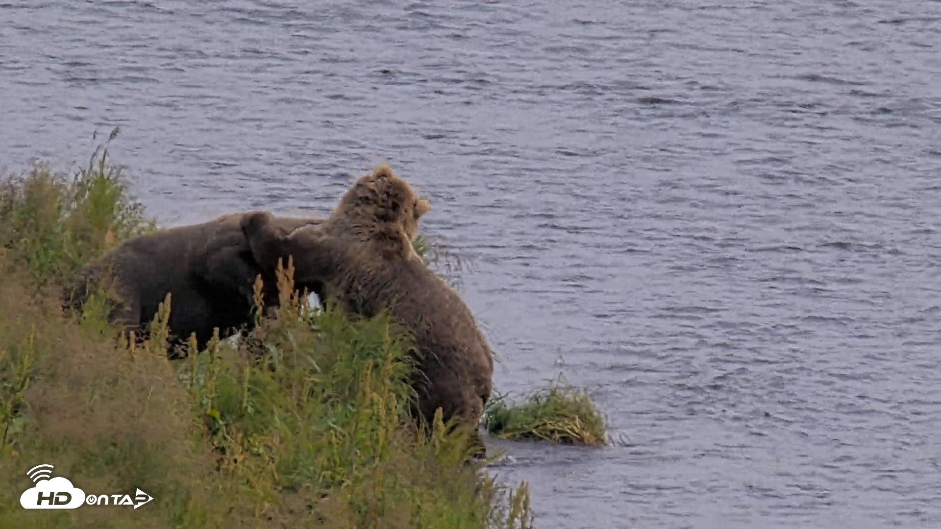 Snapshot of Kodiak Alaska Brown Bears Live Webcam taken Aug 9, 2026, 4:32pm AKDT