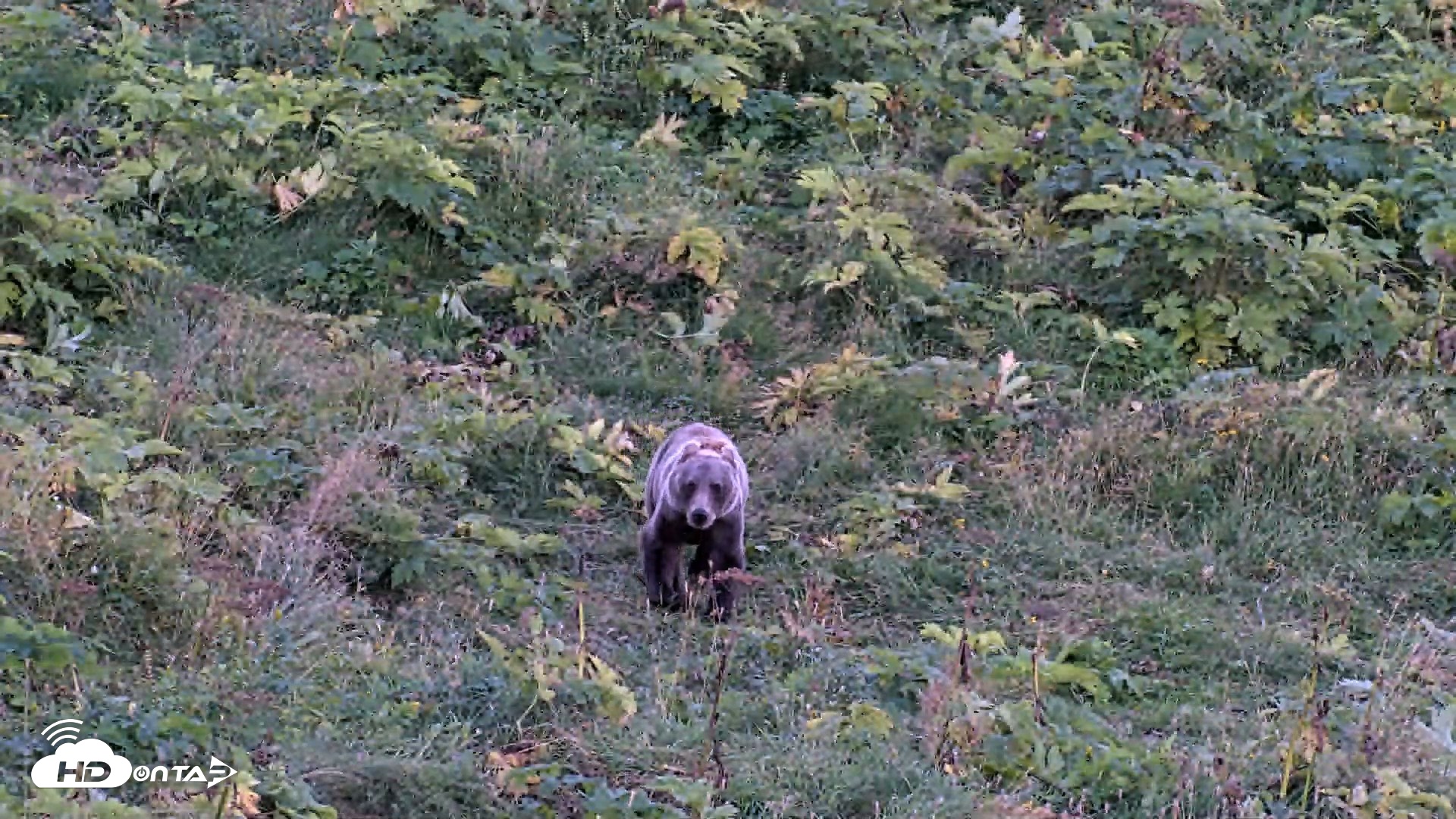 Snapshot of Kodiak Alaska Brown Bears Live Webcam taken Aug 23, 2026, 9:31pm AKDT