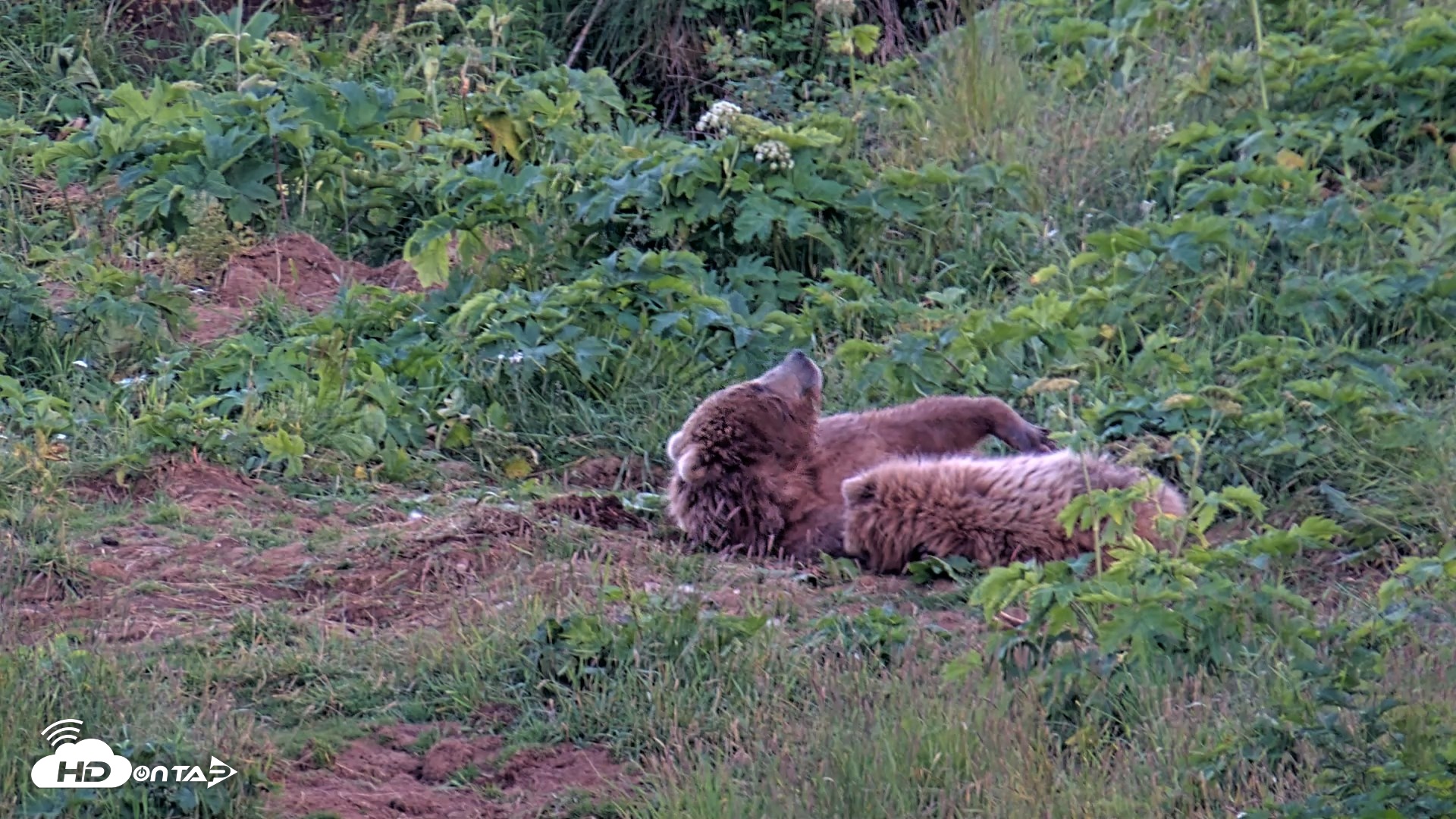 Snapshot of Kodiak Alaska Brown Bears Live Webcam taken Aug 1, 2026, 10:17pm AKDT
