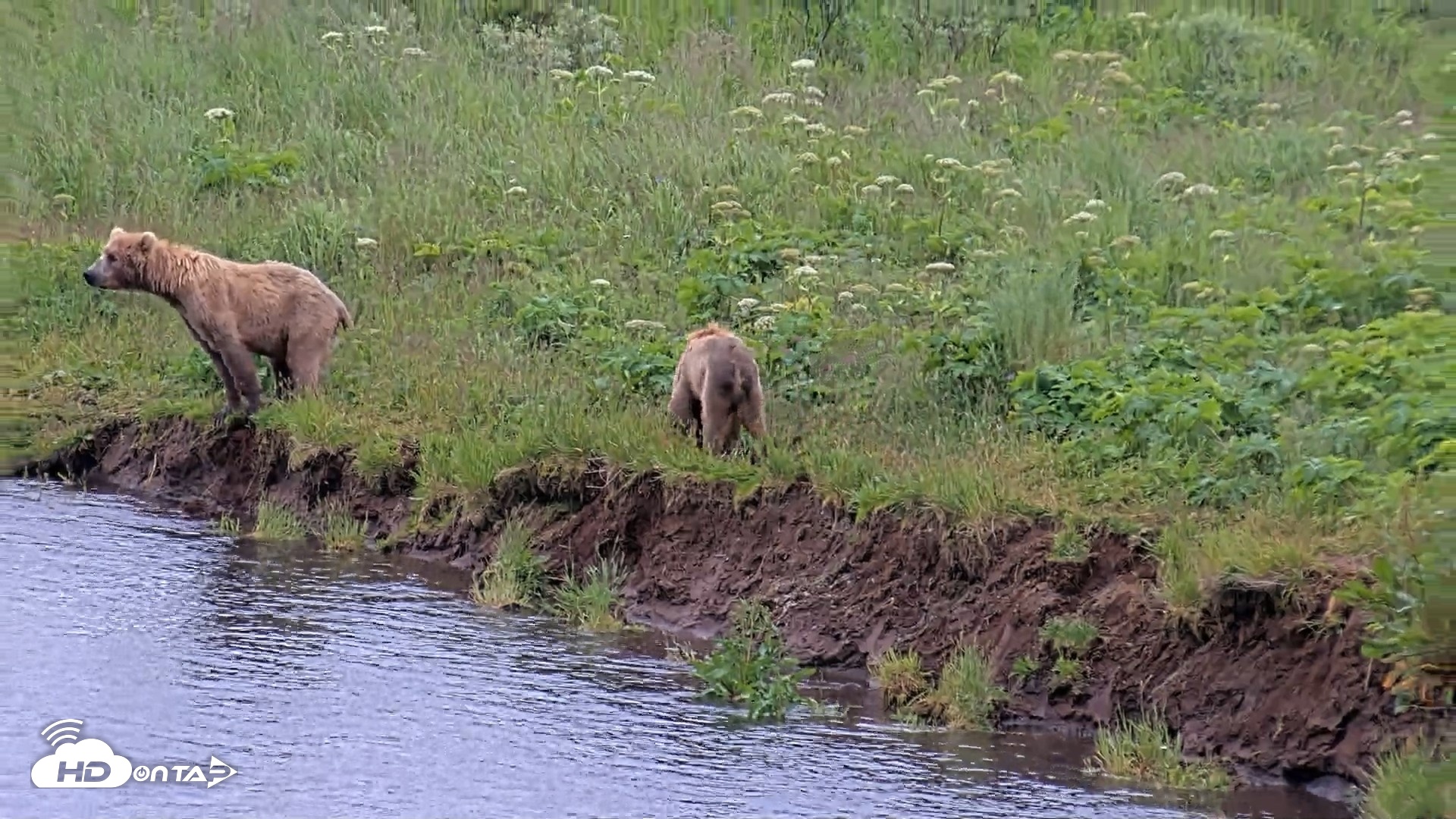 Snapshot of Kodiak Alaska Brown Bears Live Webcam taken Jul 27, 2026, 9:19am AKDT