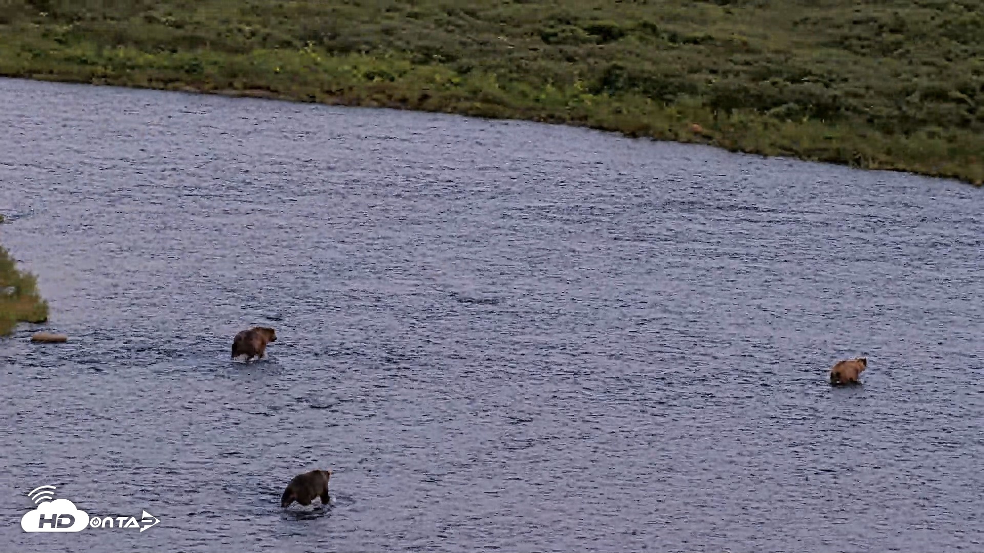 Snapshot of Kodiak Alaska Brown Bears Live Webcam taken Aug 8, 2026, 10:06pm AKDT