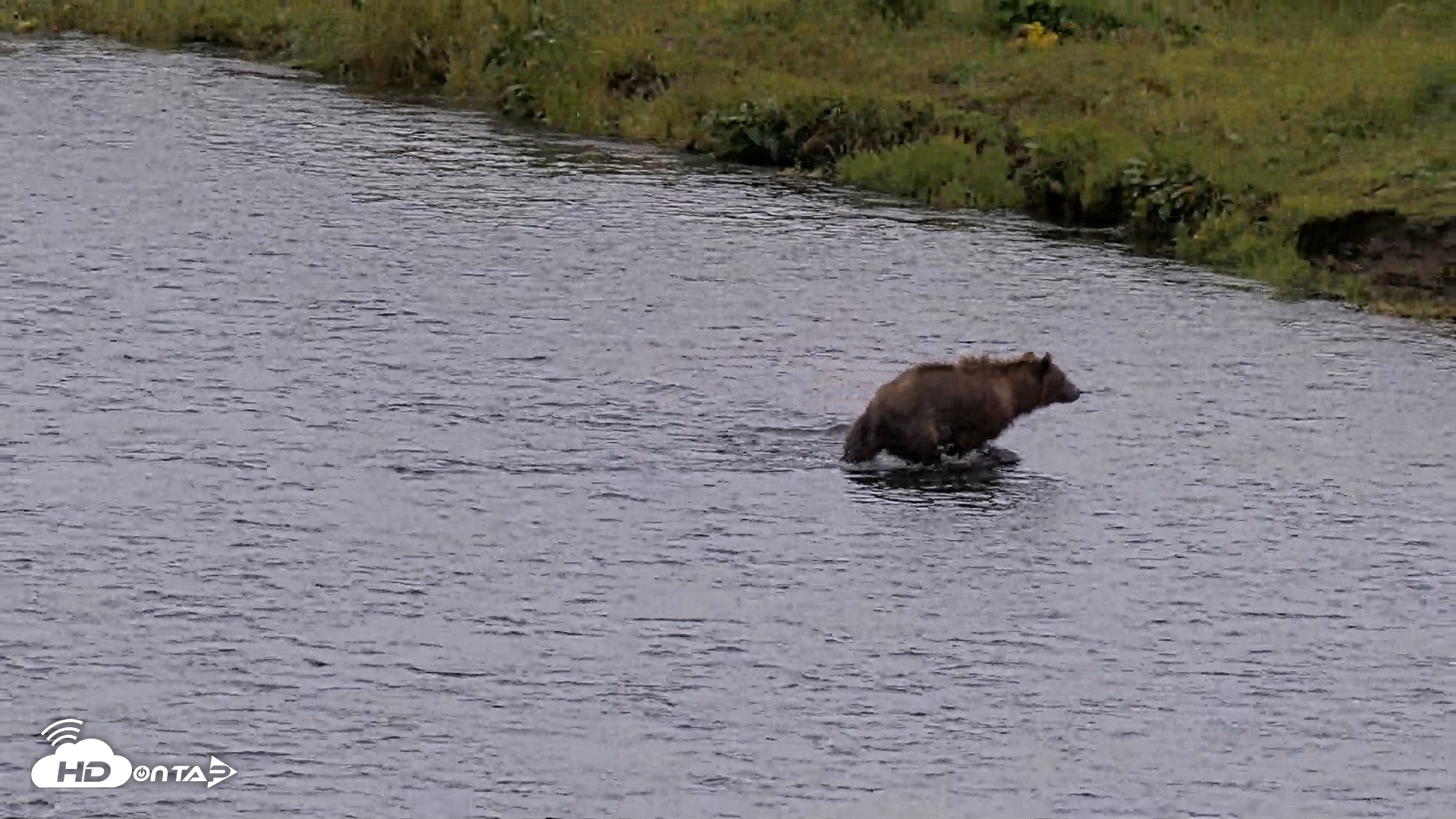 Snapshot of Kodiak Alaska Brown Bears Live Webcam taken Aug 4, 2026, 10:10am AKDT