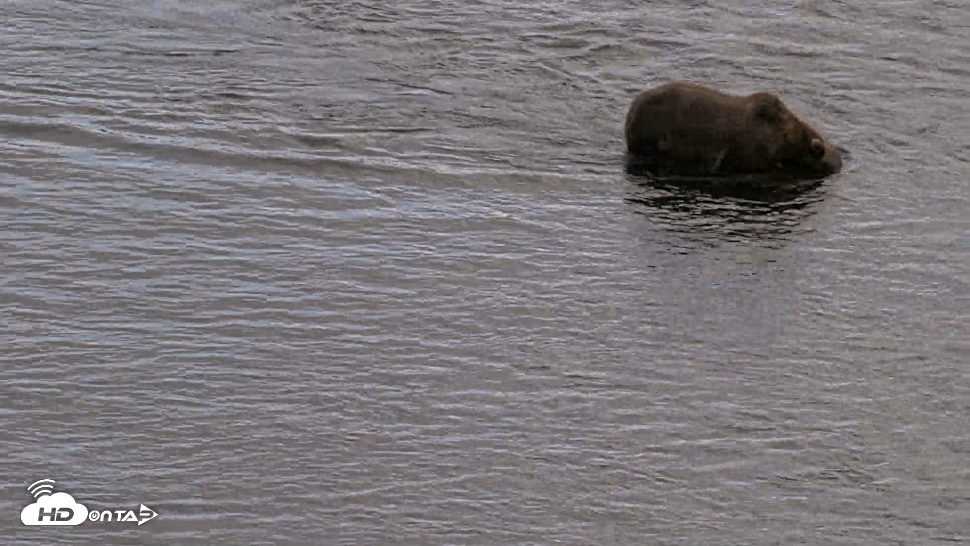 Snapshot of Kodiak Alaska Brown Bears Live Webcam taken Aug 20, 2026, 5:19pm AKDT