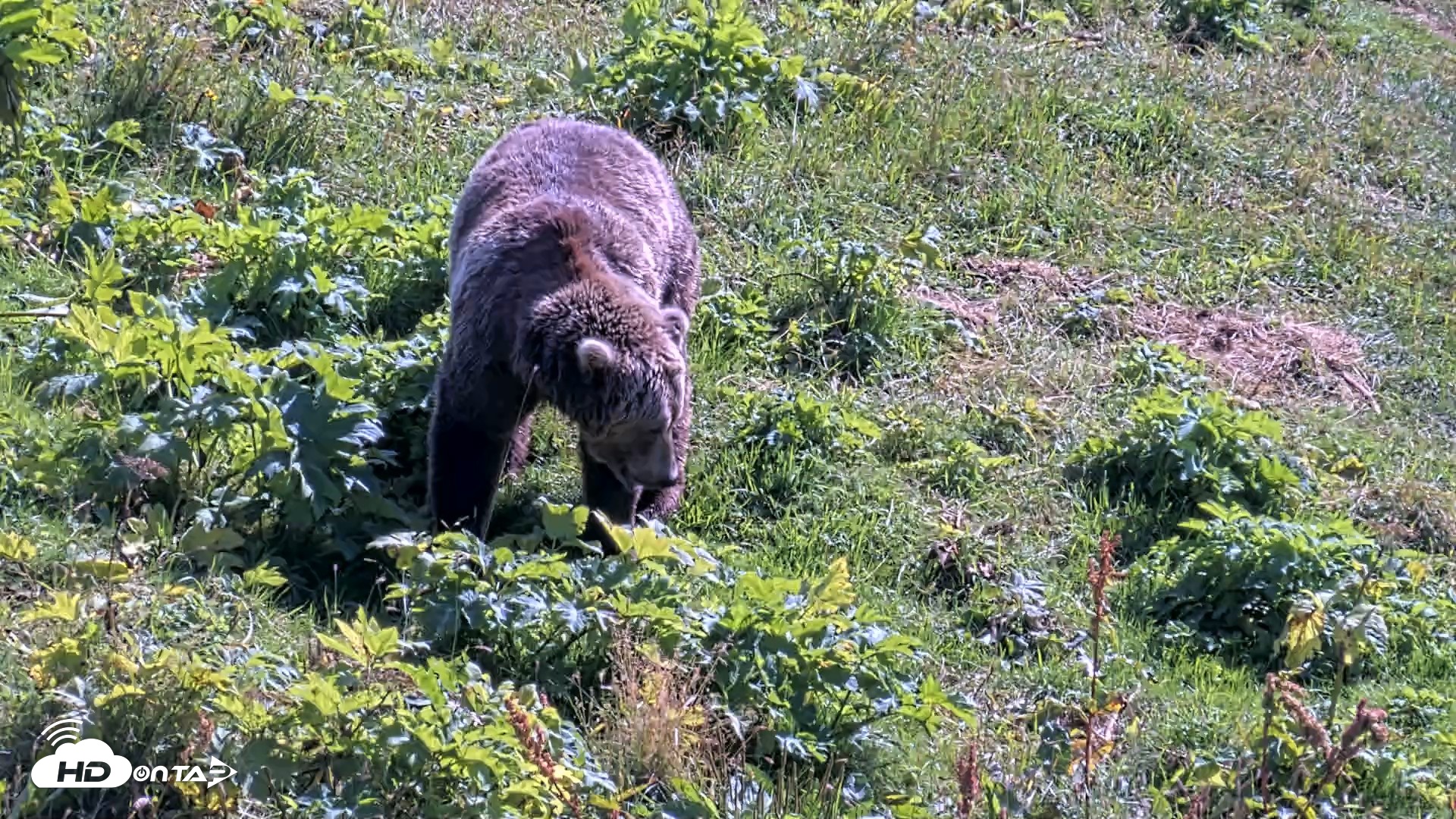 Snapshot of Kodiak Alaska Brown Bears Live Webcam taken Aug 23, 2026, 1:32pm AKDT