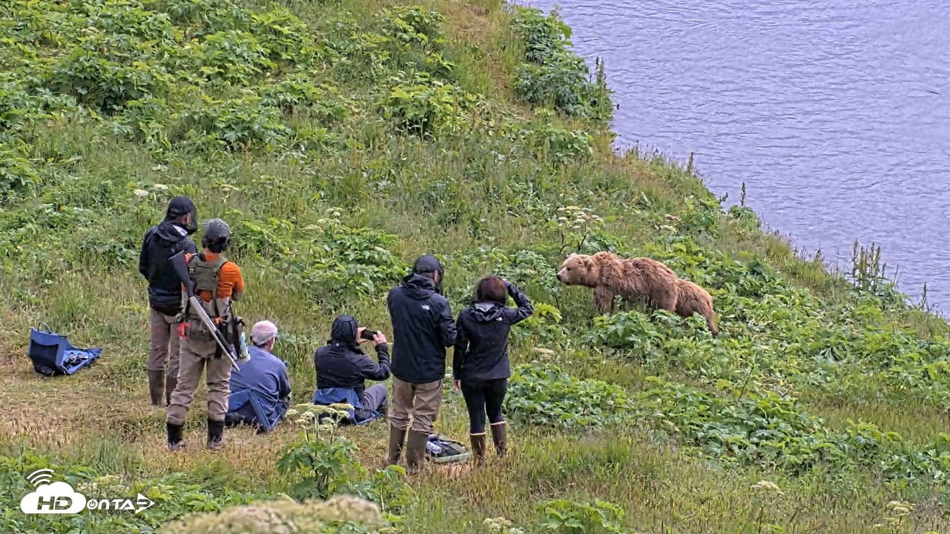Snapshot of Kodiak Alaska Brown Bears Live Webcam taken Jul 25, 2026, 2:18pm AKDT