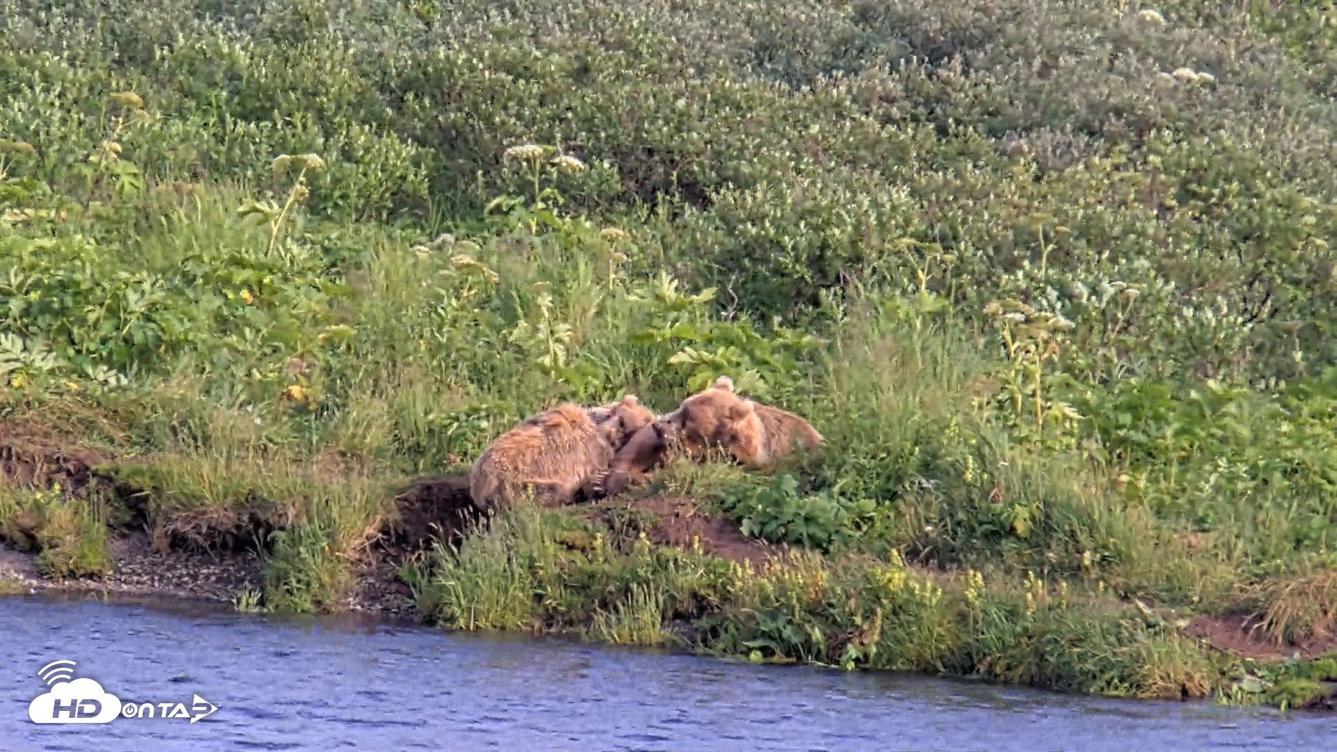 Snapshot of Kodiak Alaska Brown Bears Live Webcam taken Aug 7, 2026, 6:53pm AKDT