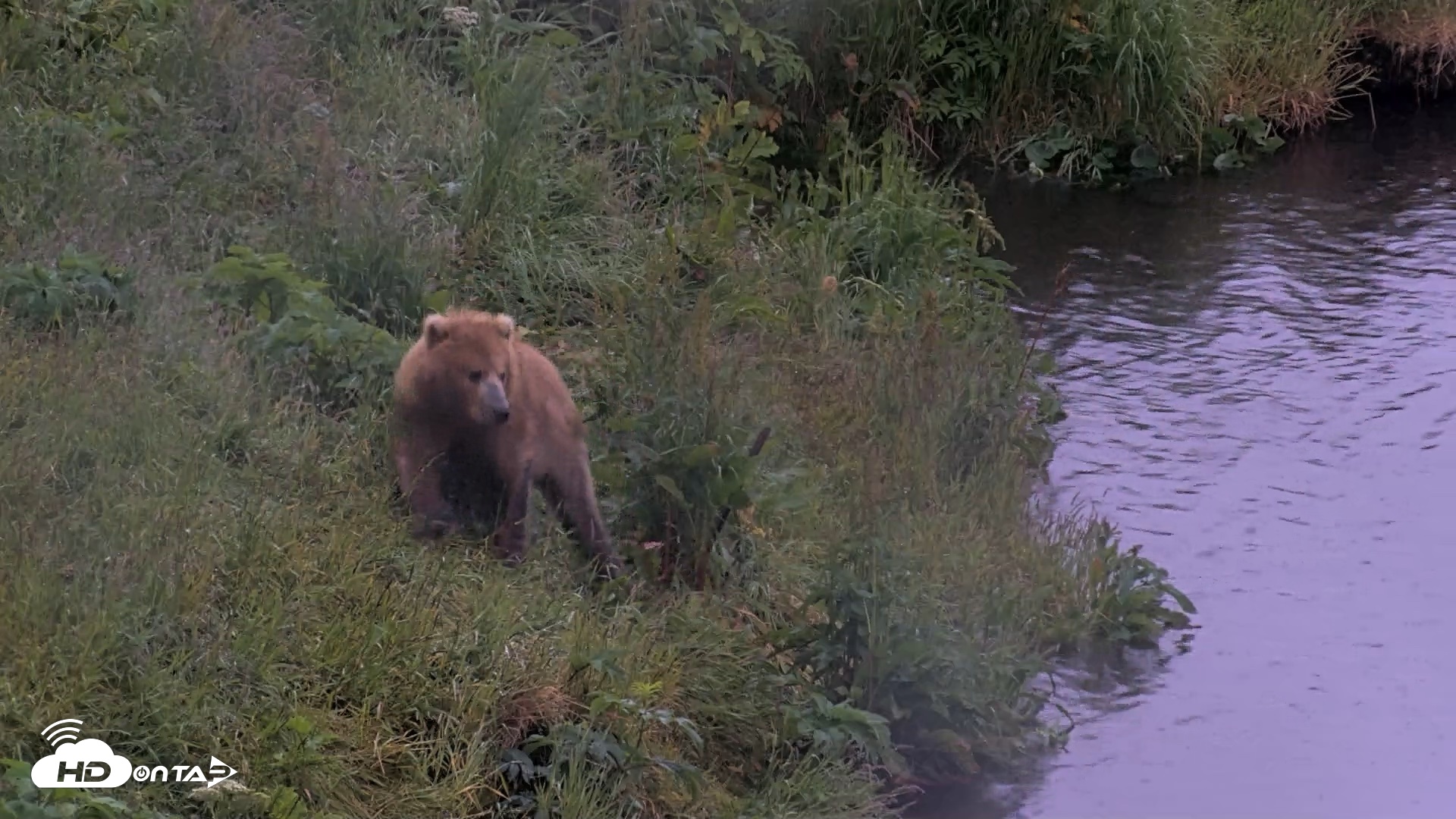 Snapshot of Kodiak Alaska Brown Bears Live Webcam taken Jul 22, 2026, 6:52am AKDT