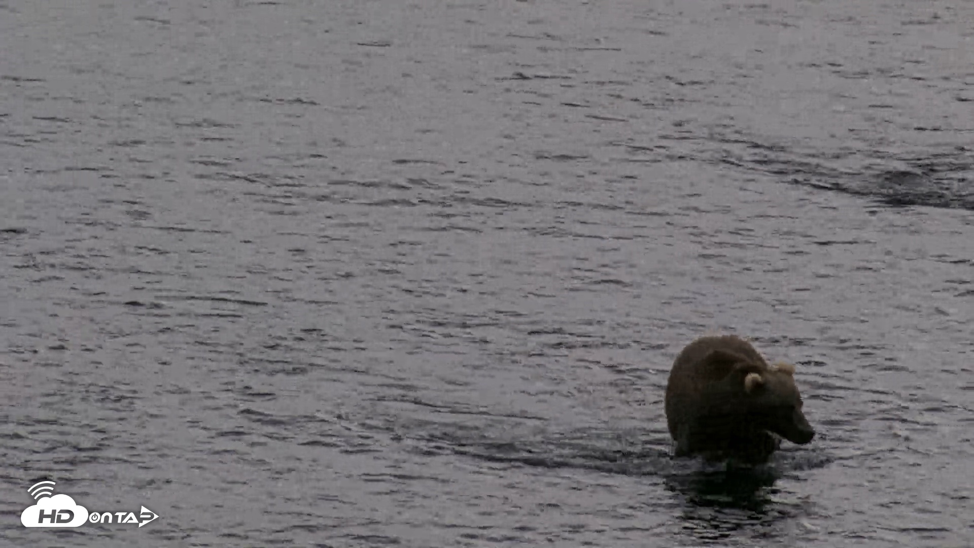 Snapshot of Kodiak Alaska Brown Bears Live Webcam taken Aug 20, 2026, 5:47pm AKDT
