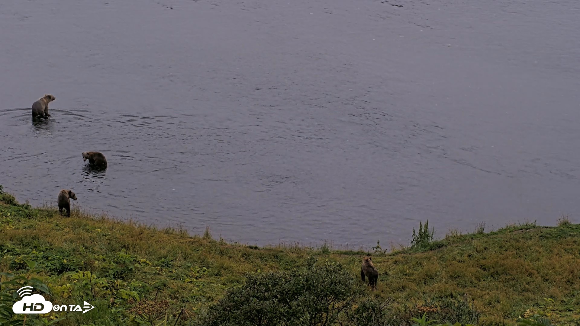 Snapshot of Kodiak Alaska Brown Bears Live Webcam taken Aug 17, 2026, 8:45pm AKDT