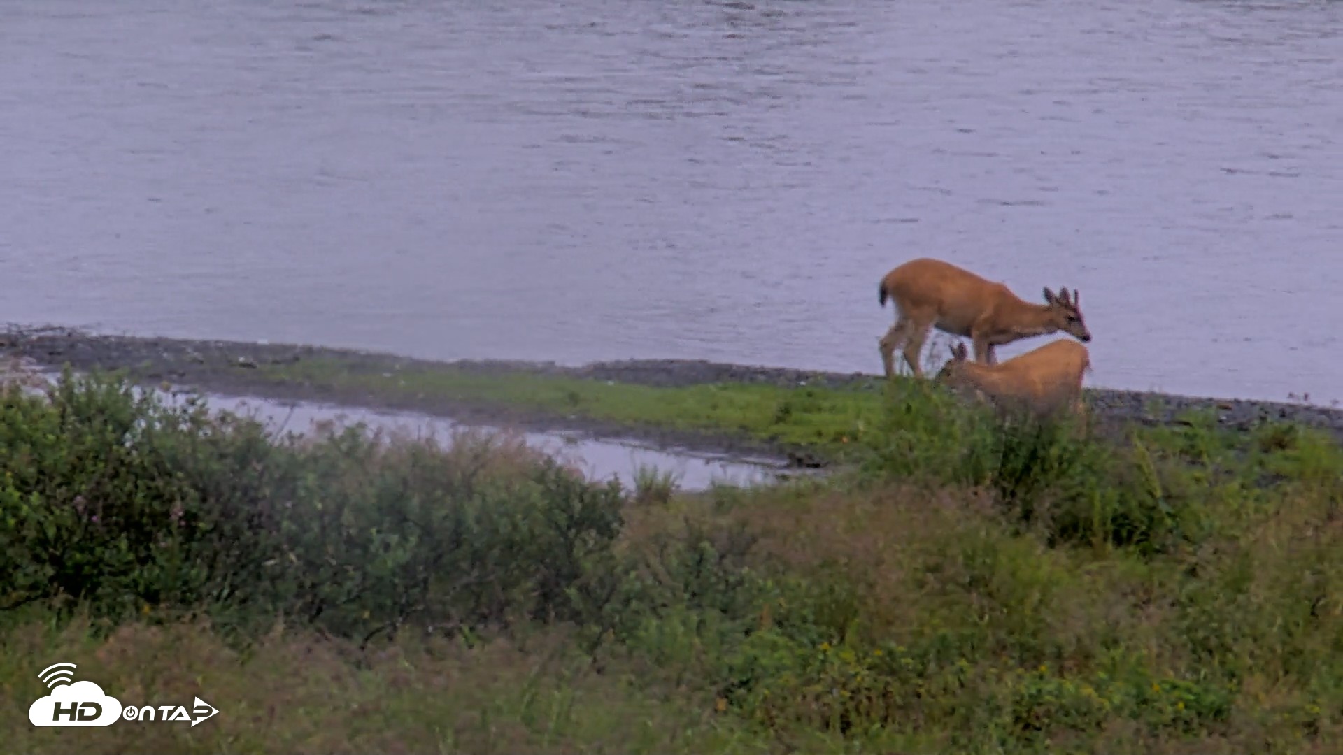 Snapshot of Kodiak Alaska Brown Bears Live Webcam taken Aug 19, 2026, 11:06am AKDT